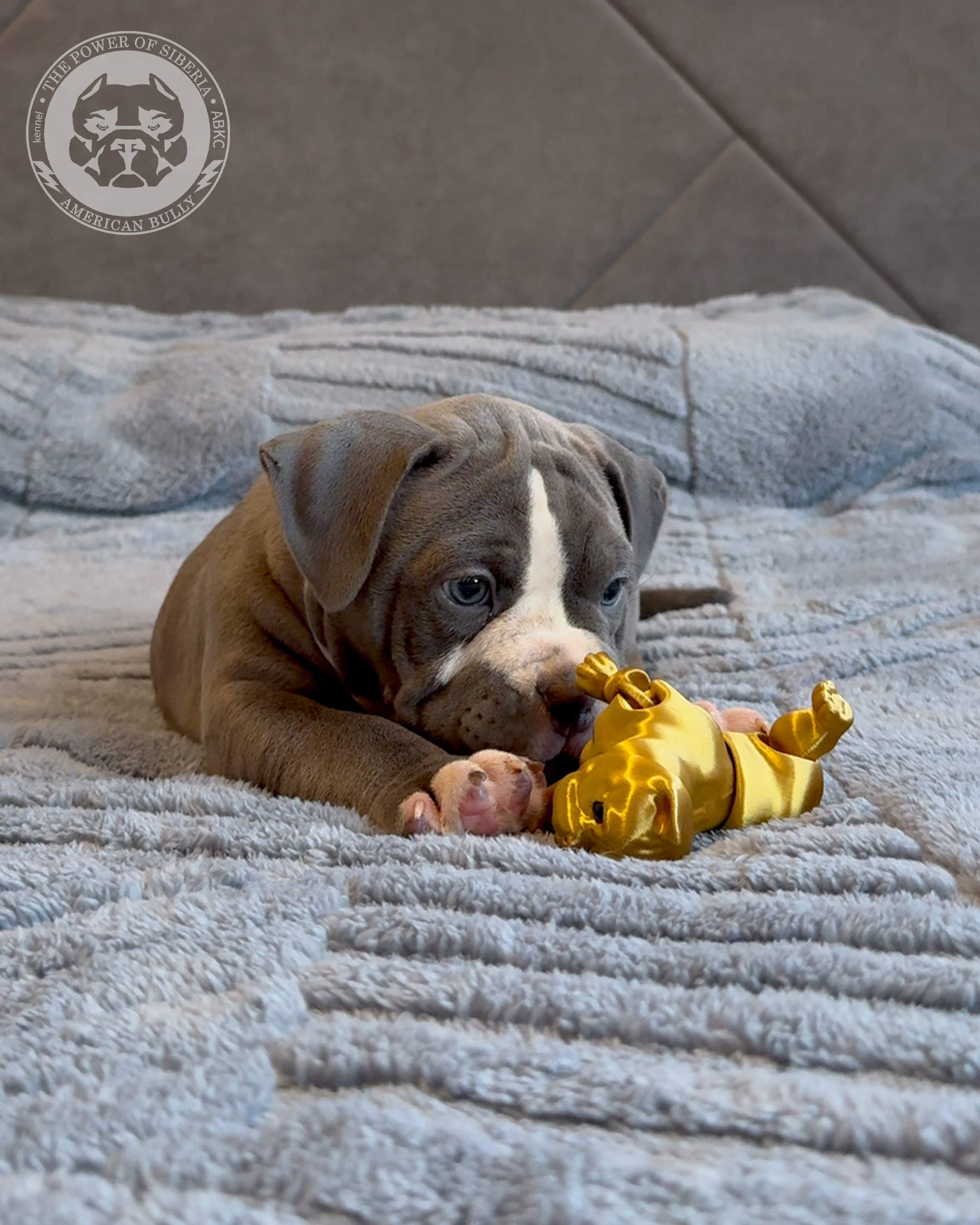 Свободные щенки Американский Булли, в типах покет, классик, стандарт. Американский Булли в г. Ростов-на-Дону. Питомник THE POWER OF SIBERIA