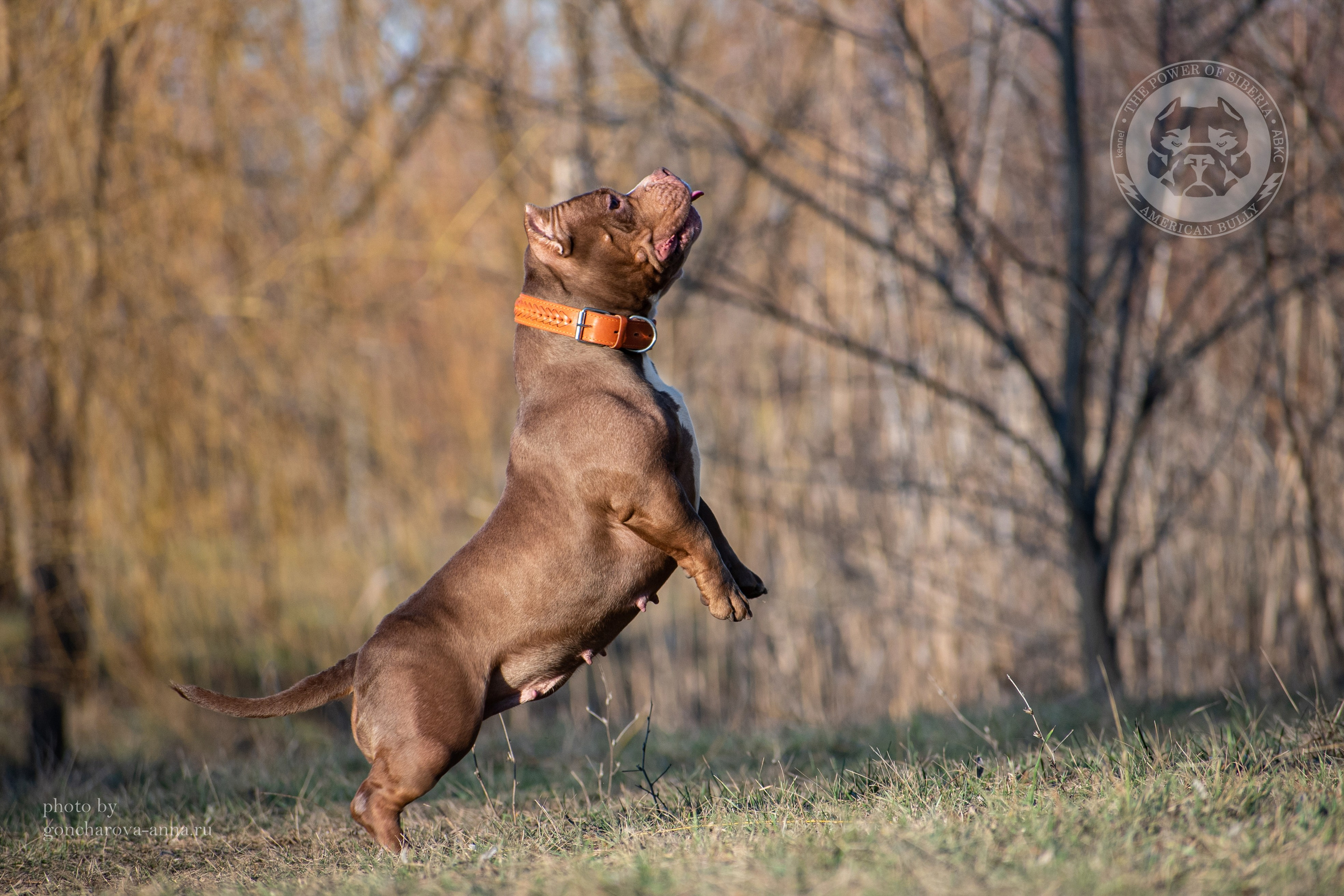 официальный питомник Американских Булли в Барнауле