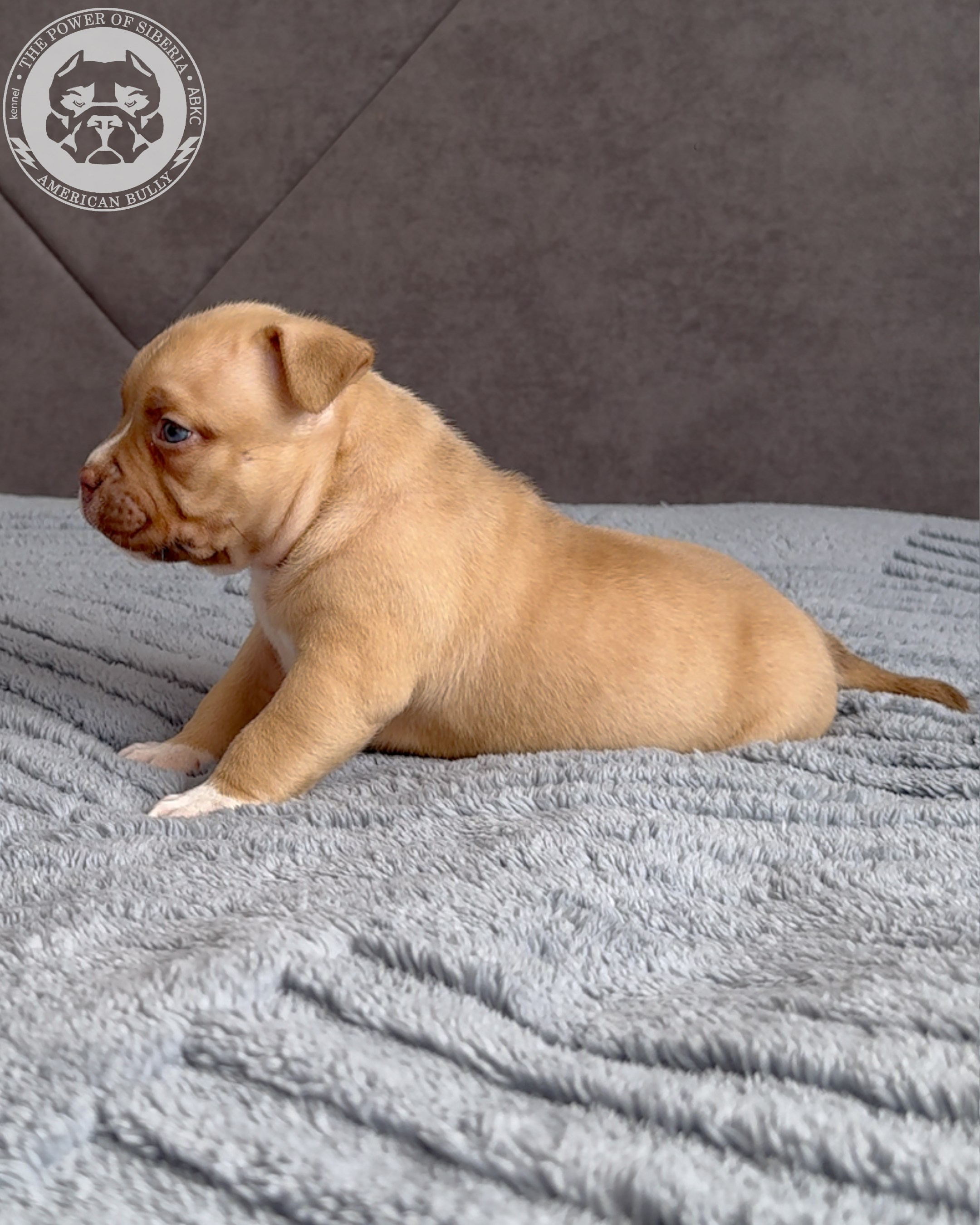 Свободные щенки Американский Булли, в типах покет, классик, стандарт. Американский Булли в г. Ростов-на-Дону. Питомник THE POWER OF SIBERIA