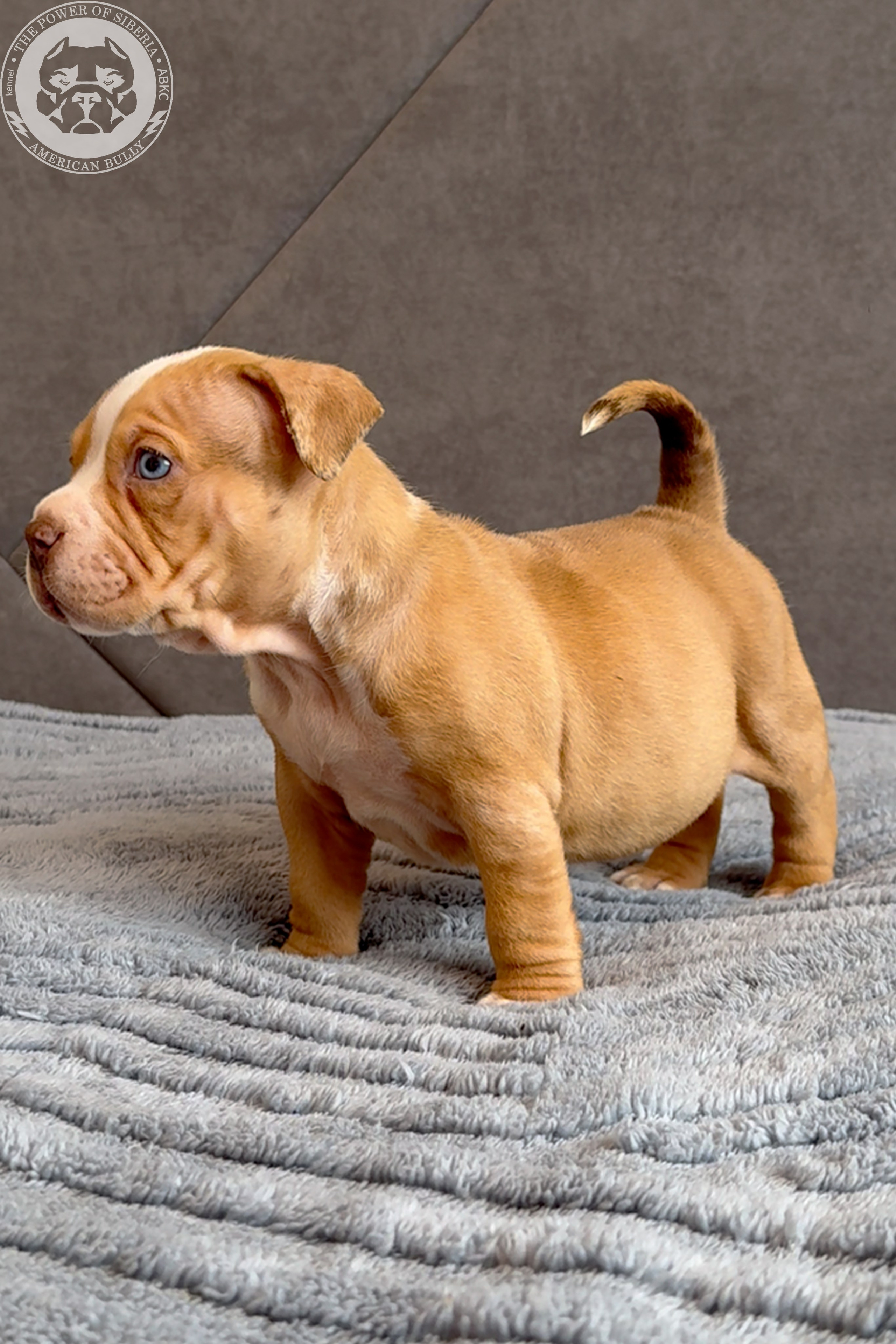 Свободные щенки Американский Булли, в типах покет, классик, стандарт. Американский Булли в г. Ростов-на-Дону. Питомник THE POWER OF SIBERIA