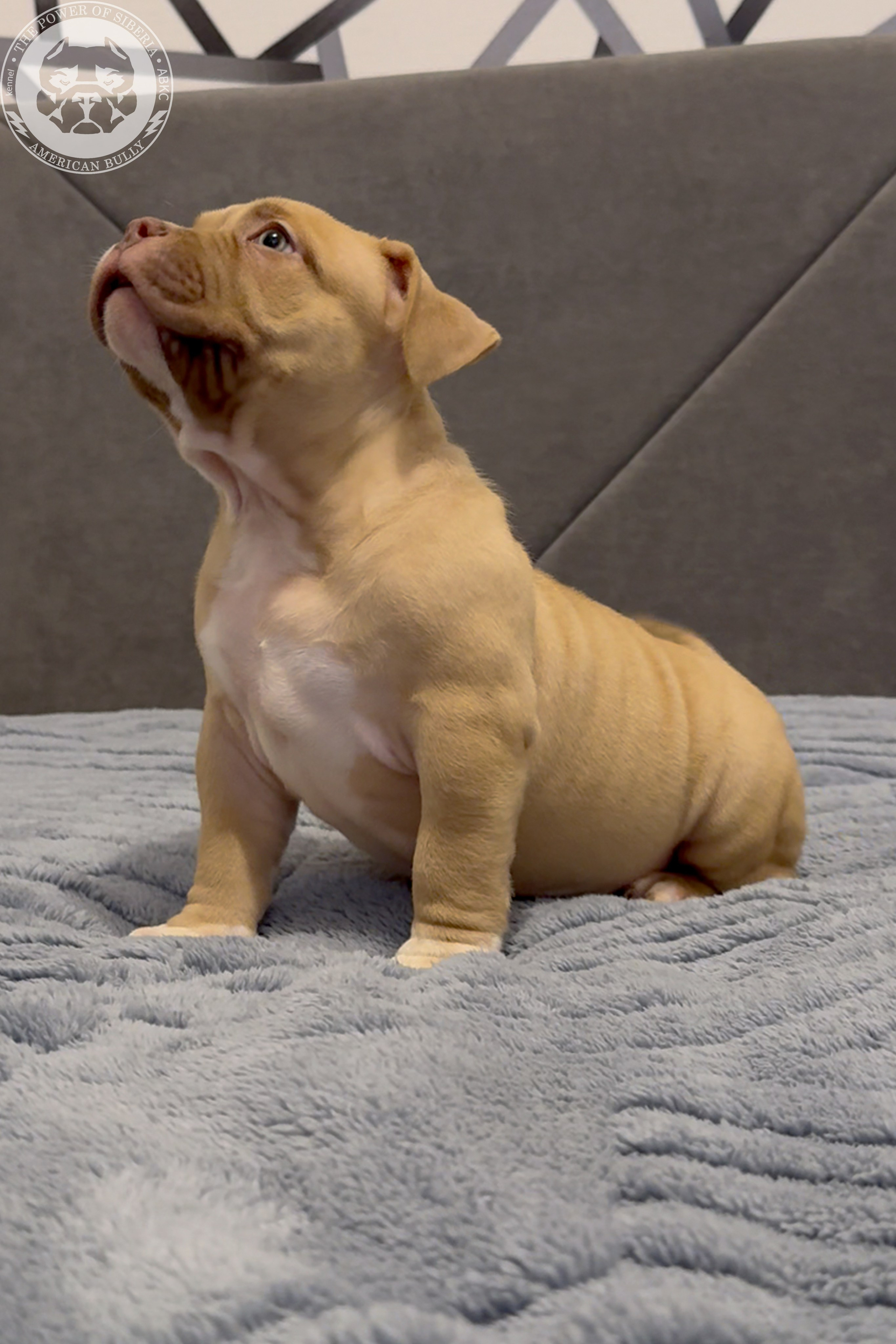 Свободные щенки Американский Булли, в типах покет, классик, стандарт. Американский Булли в г. Ростов-на-Дону. Питомник THE POWER OF SIBERIA