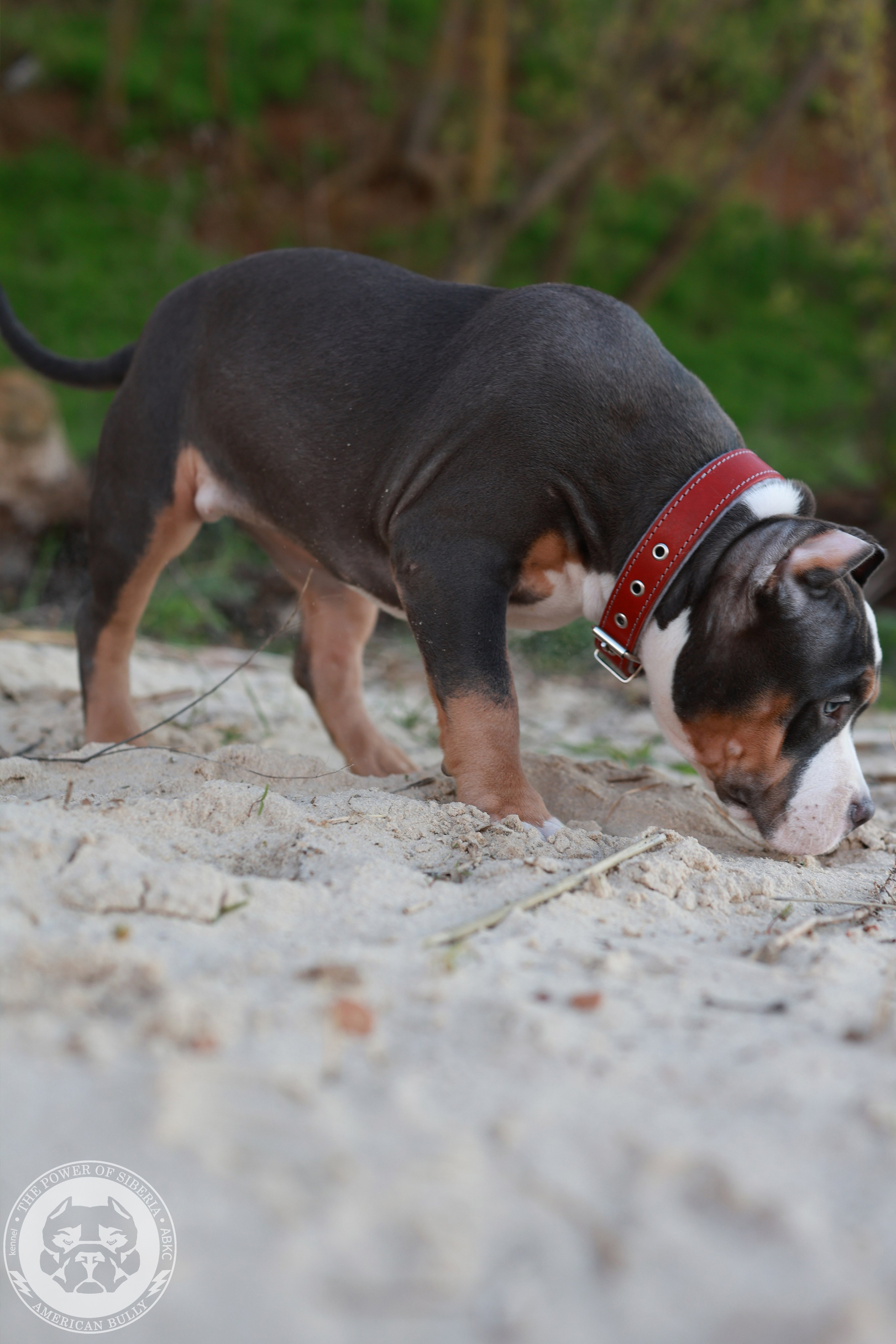 13.12.25-Мия-Турук. Американский Булли в г. Ростов-на-Дону. Питомник THE POWER OF SIBERIA