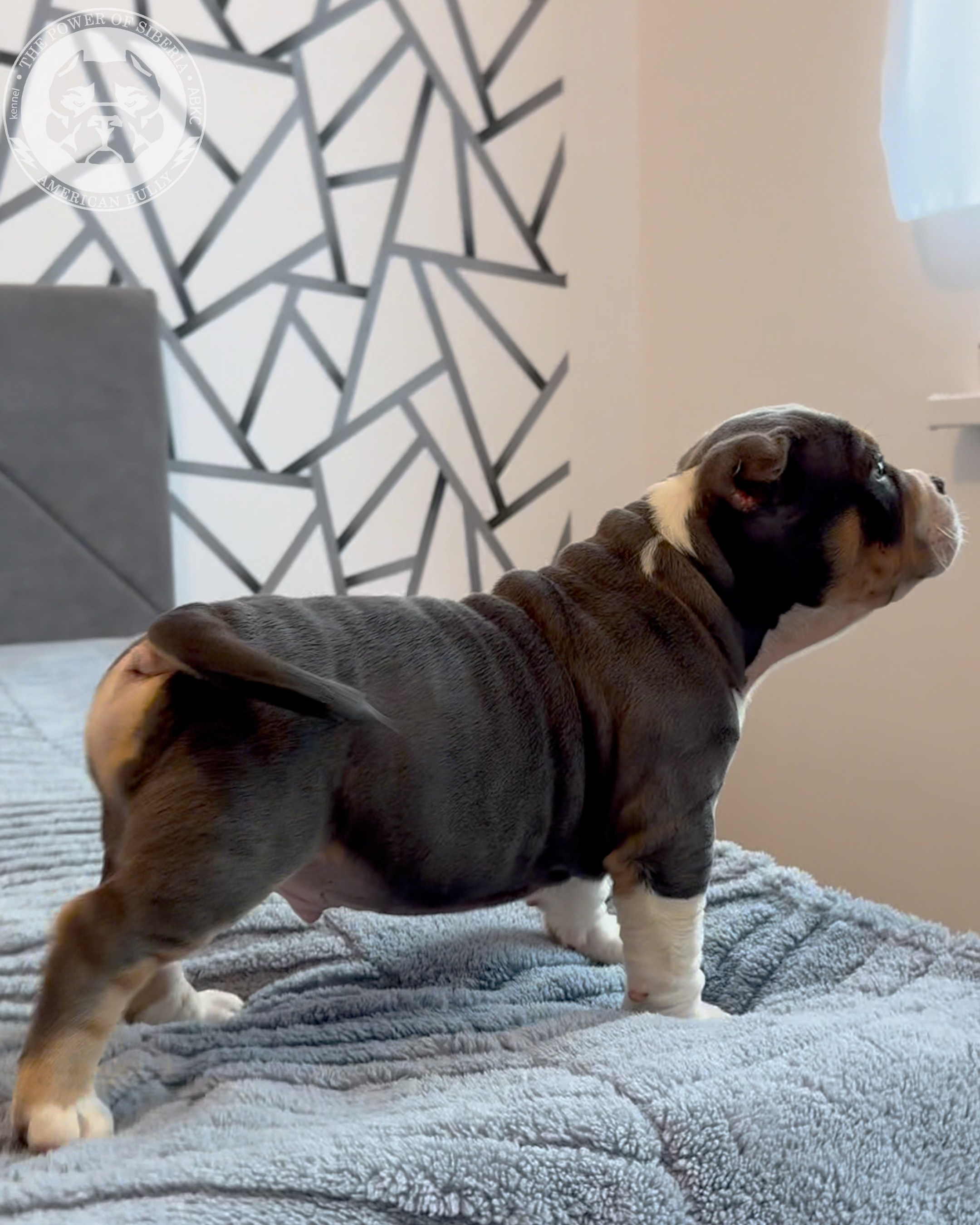 20.01.26-Рокси-Арчи. Американский Булли в г. Ростов-на-Дону. Питомник THE POWER OF SIBERIA