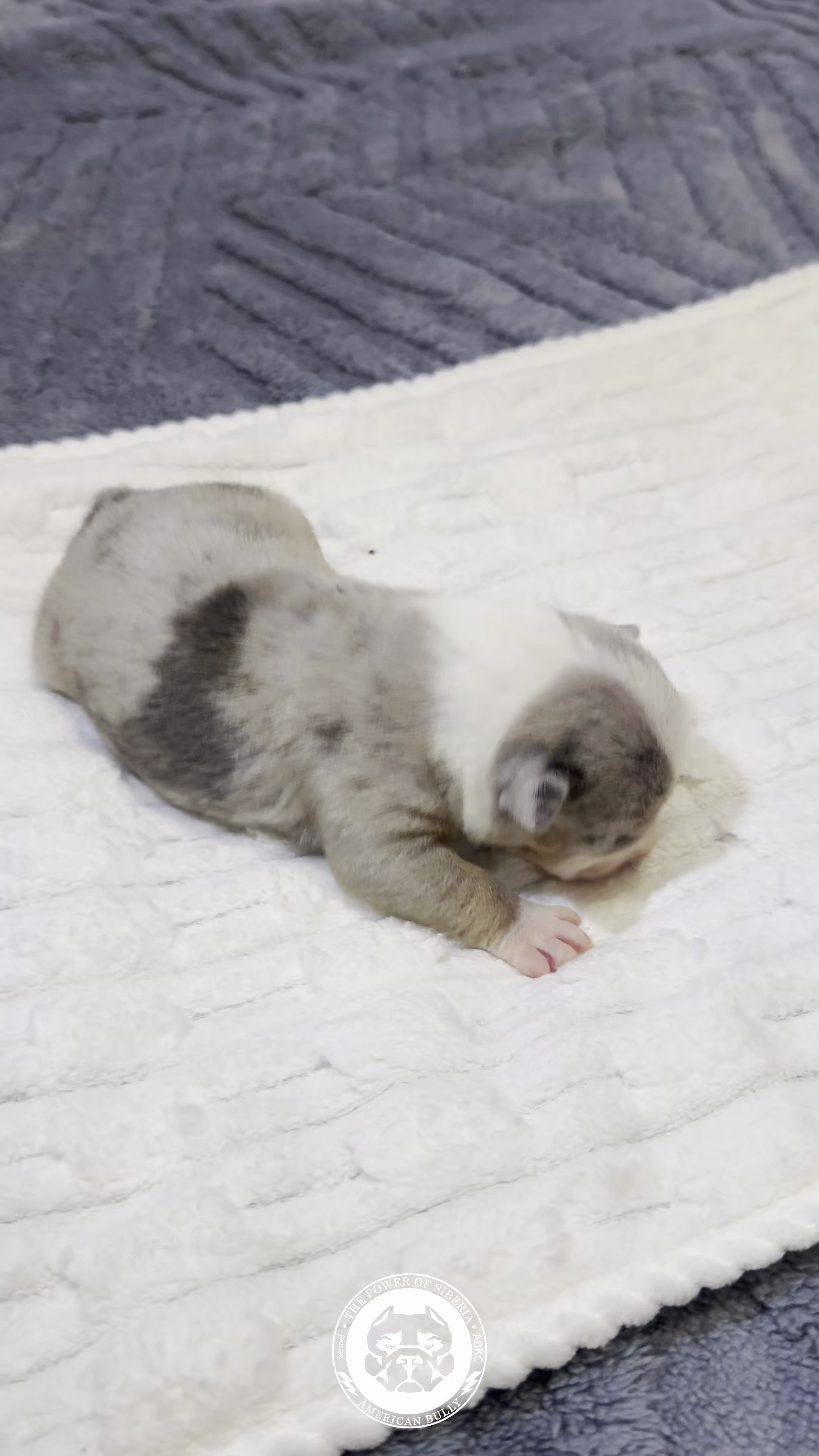 Свободные щенки Американский Булли стандарт и Свободные щенки Американский Булли классик. Американский Булли в г. Ростов-на-Дону. Питомник THE POWER OF SIBERIA