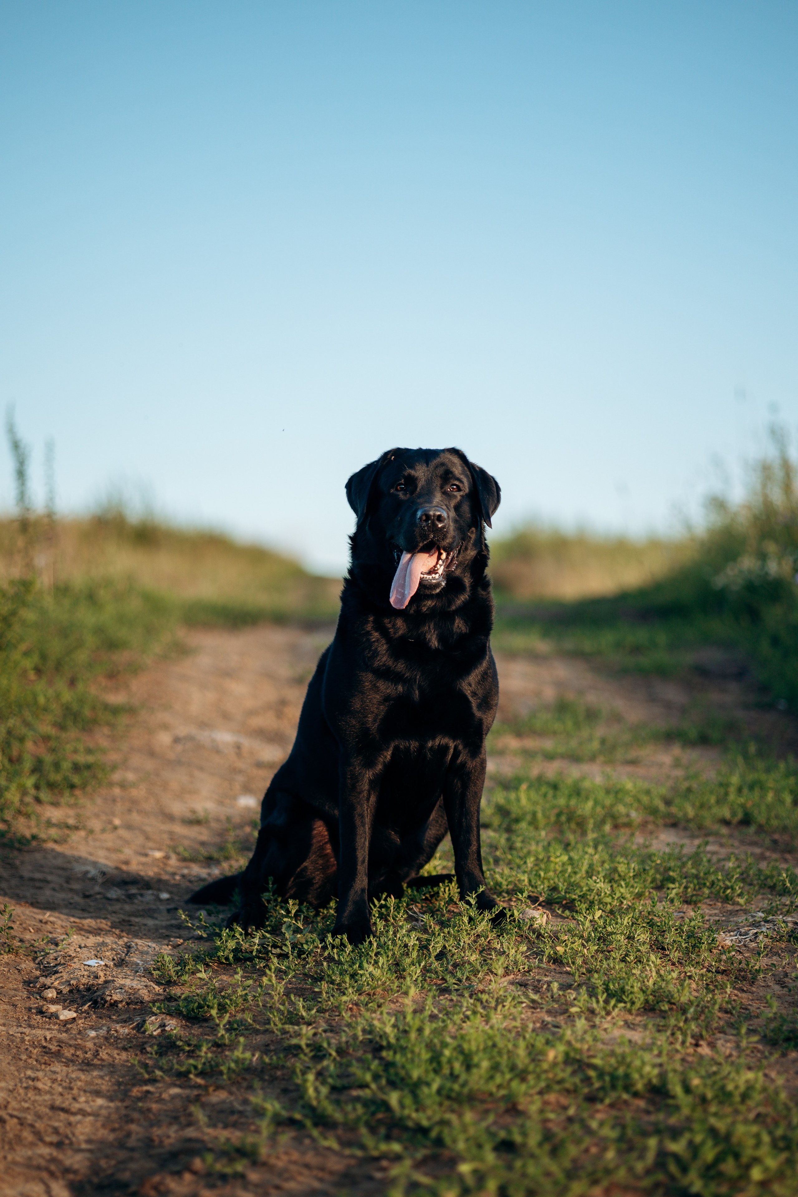 Бомбей и его семья. Фотограф — Анималист | Санкт-Петербург