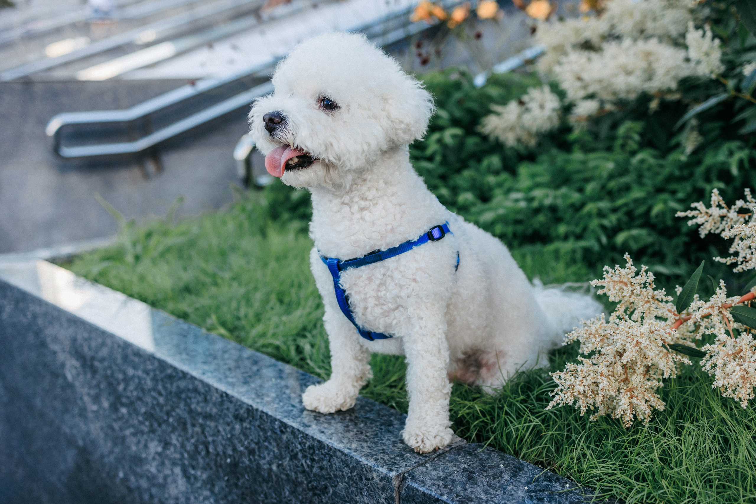 Марина, Данил и Бруно. Фотограф-анималист Елена Радченко, Москва