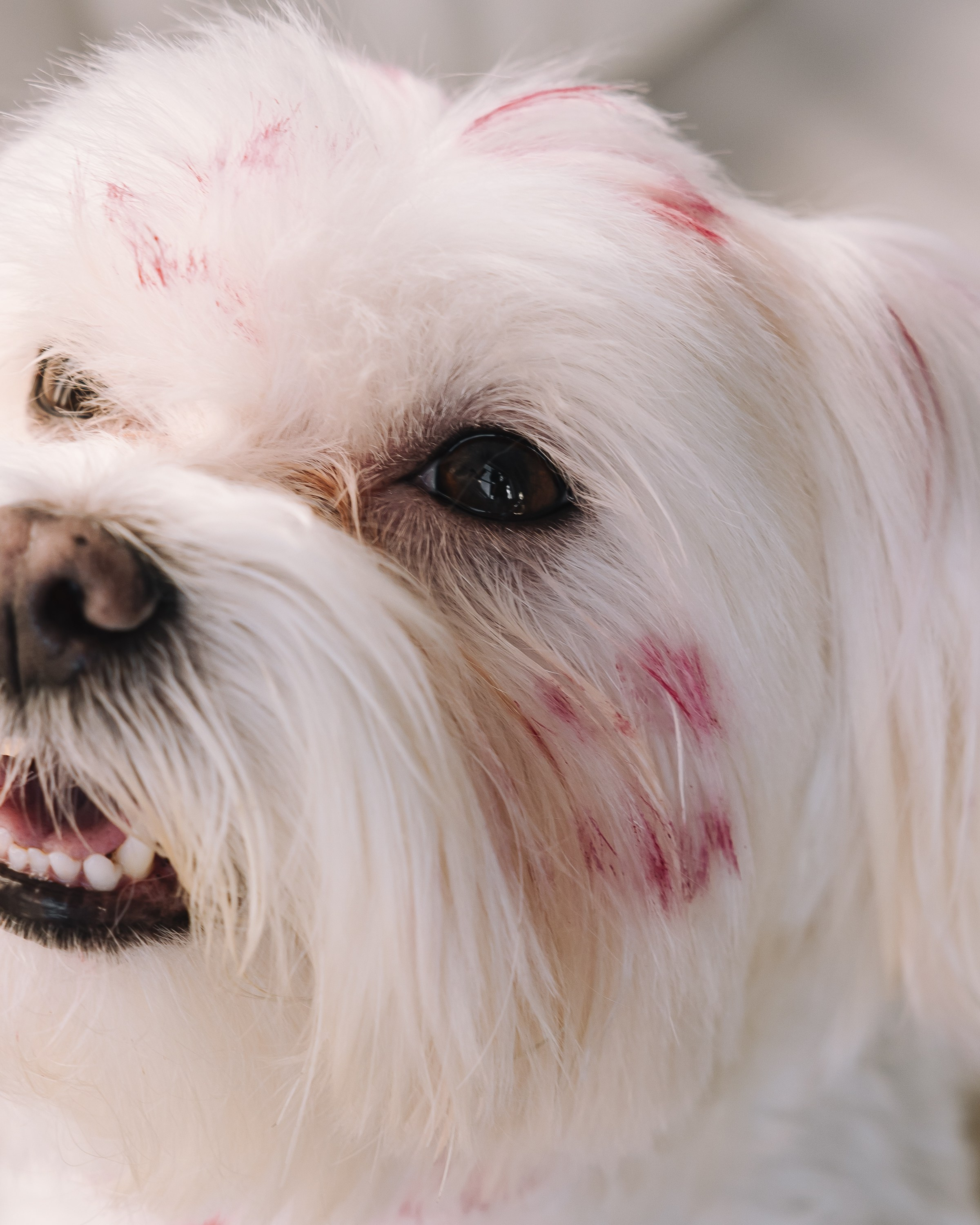 Ката и Лакки. Крылова Светлана Фотограф Челябинск