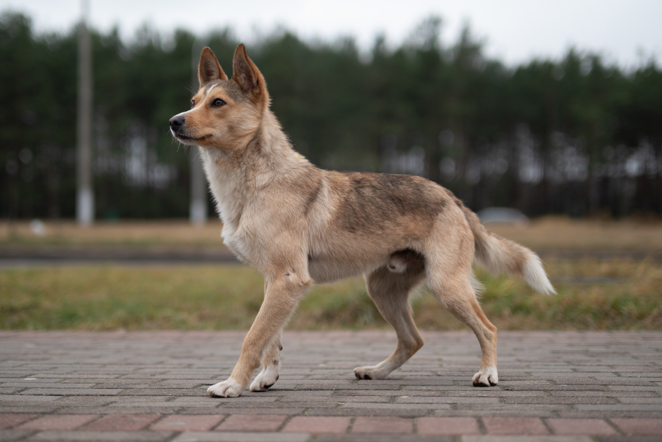 Контакты. Фотограф — анималист RISHELL PHOTO