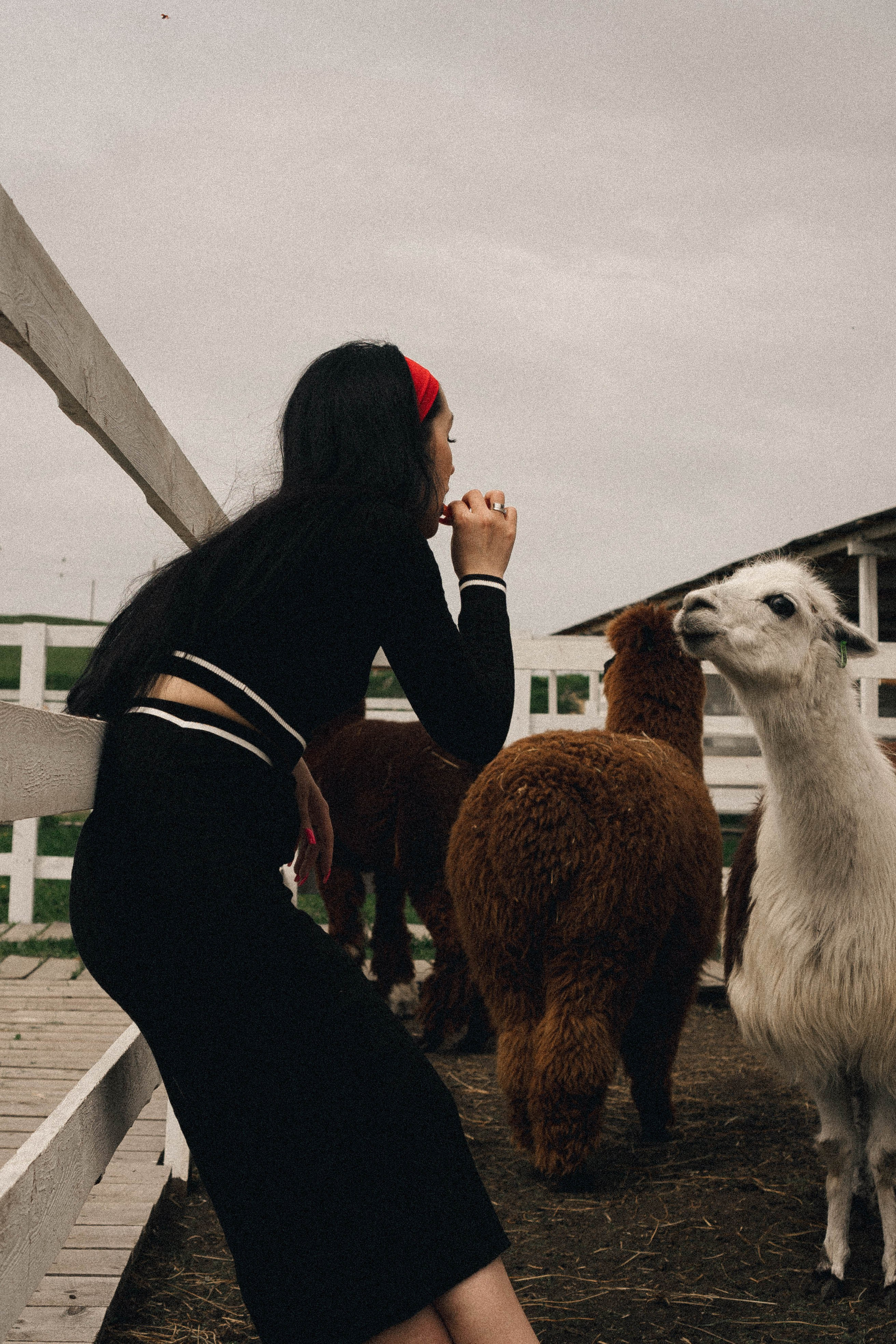 Ферма Альпак. Профессиональный фотограф, Санкт-Петербург — Виктория Богомолова