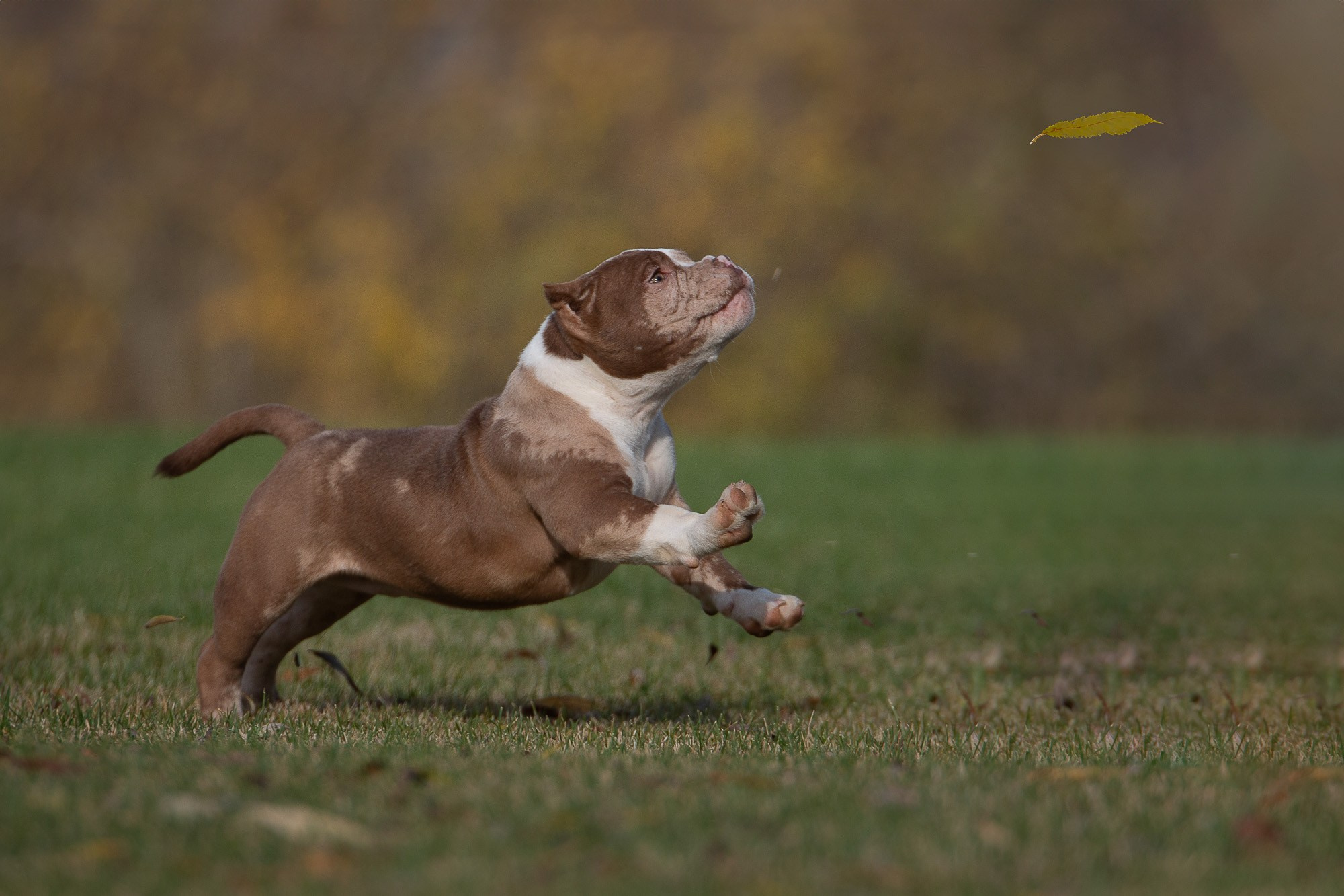 Американский Булли. Фотограф анималист, семейный фотограф, фотограф собак Комратова Мария. г. Москва