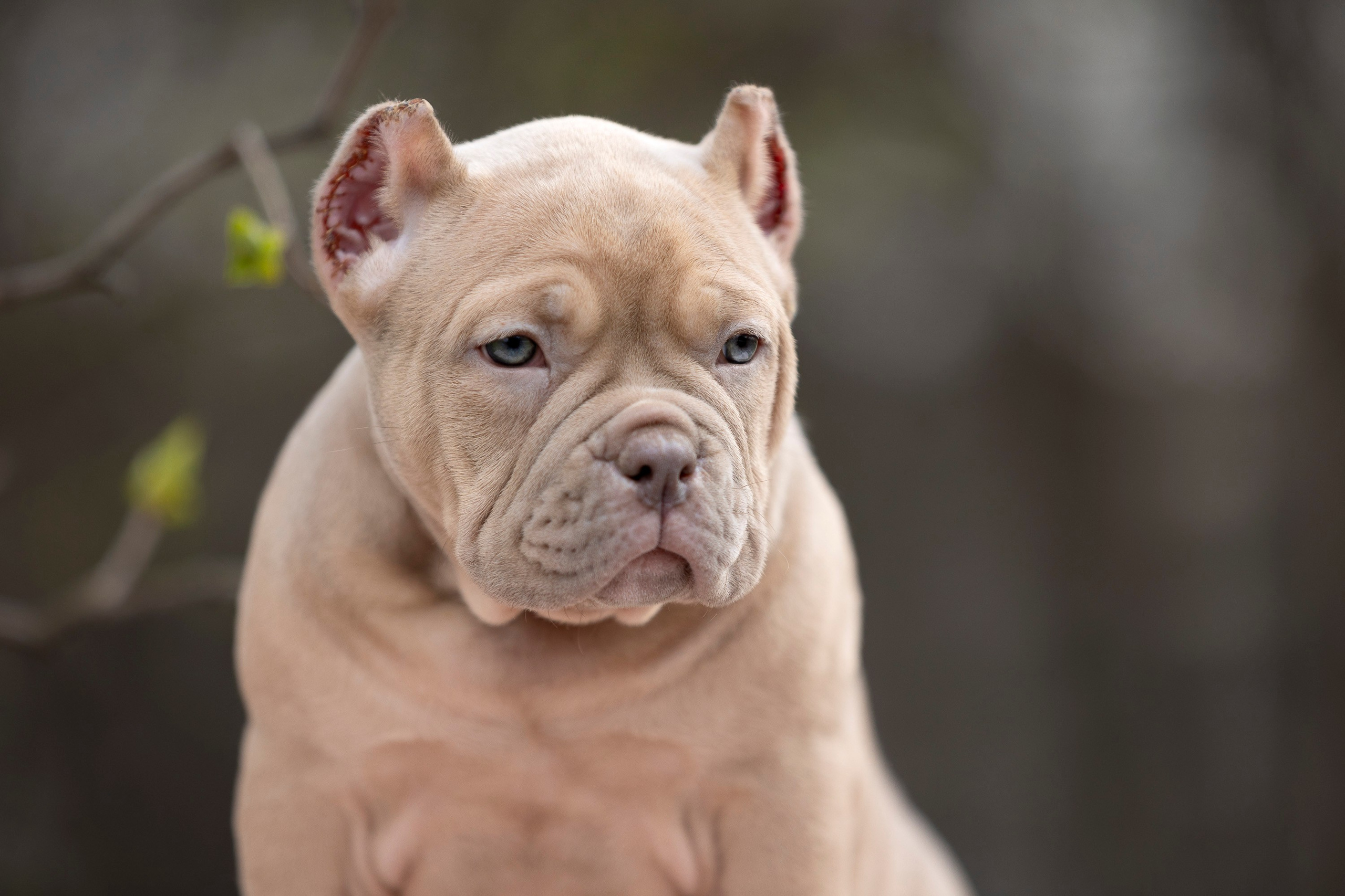 Американский Булли. Фотограф анималист, семейный фотограф, фотограф собак Комратова Мария. г. Москва