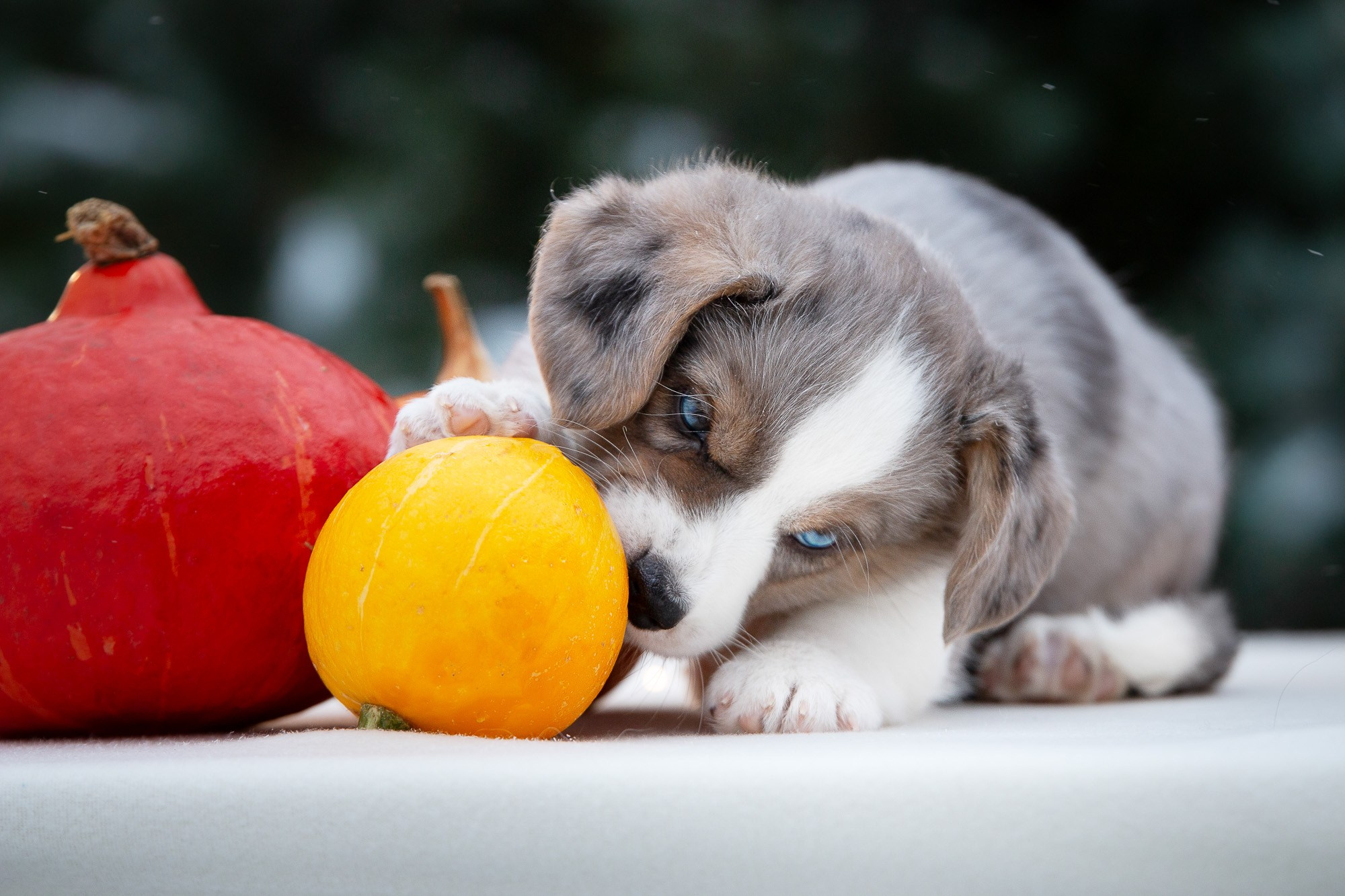 Вельш Корги Кардиганы. Фотограф анималист, семейный фотограф, фотограф собак Комратова Мария. г. Москва
