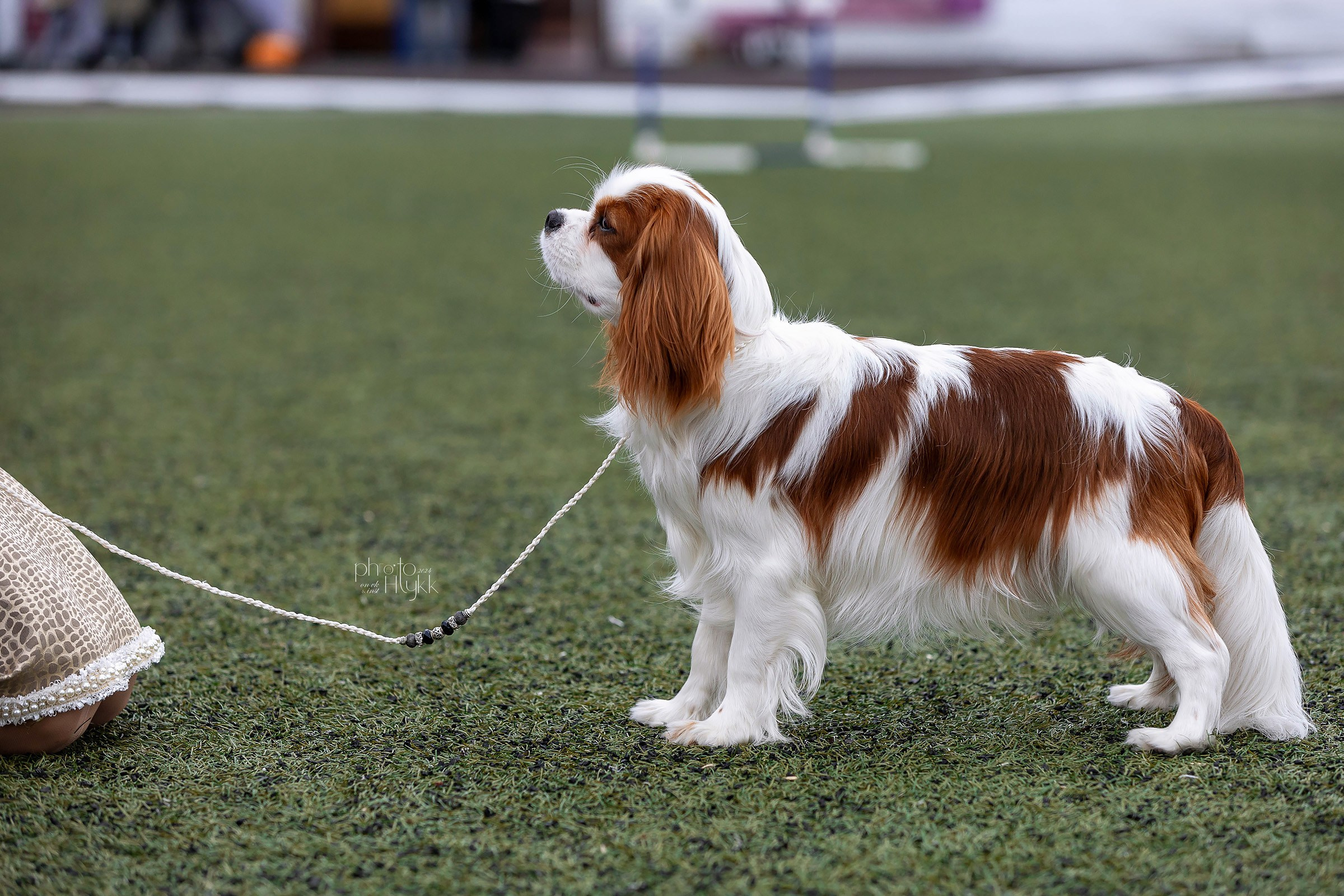 26 мая 2024, Выставка РКФ, г. Пермь. Htykk_photo