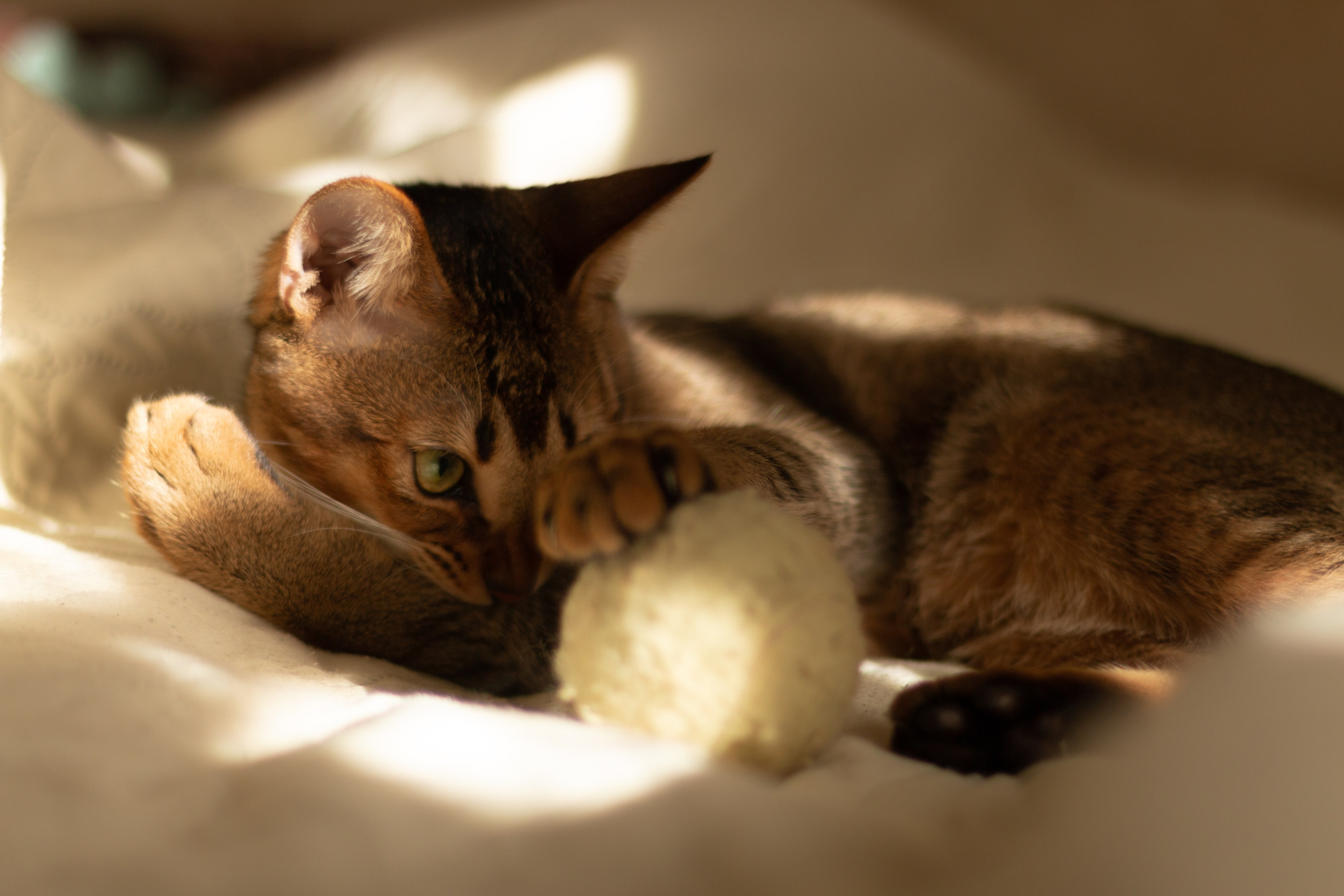 Мой котик. Фотограф в Сочи