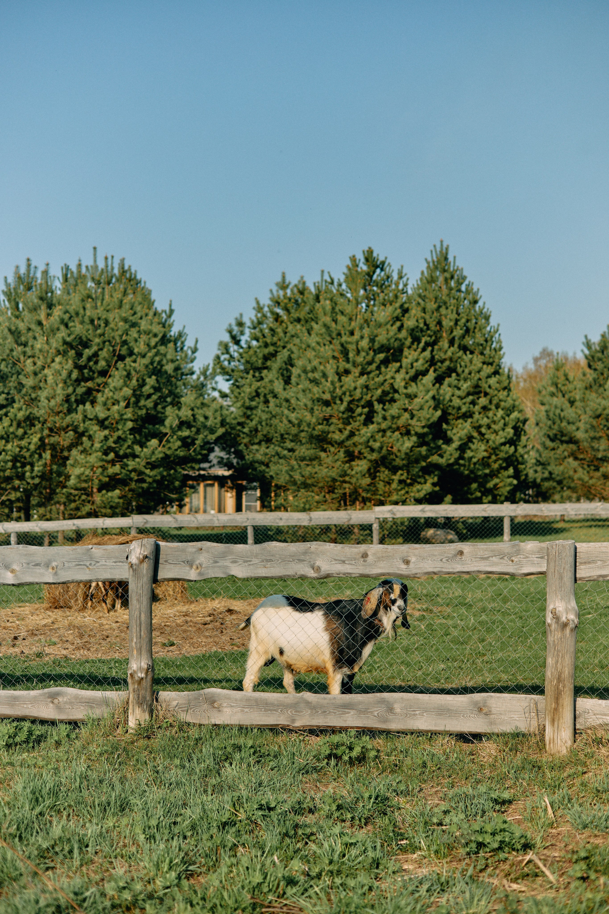 Бутик-отель Поле летом. Профессиональный Фотограф во Владимире, в Москве и в Суздале — Полина Романычева