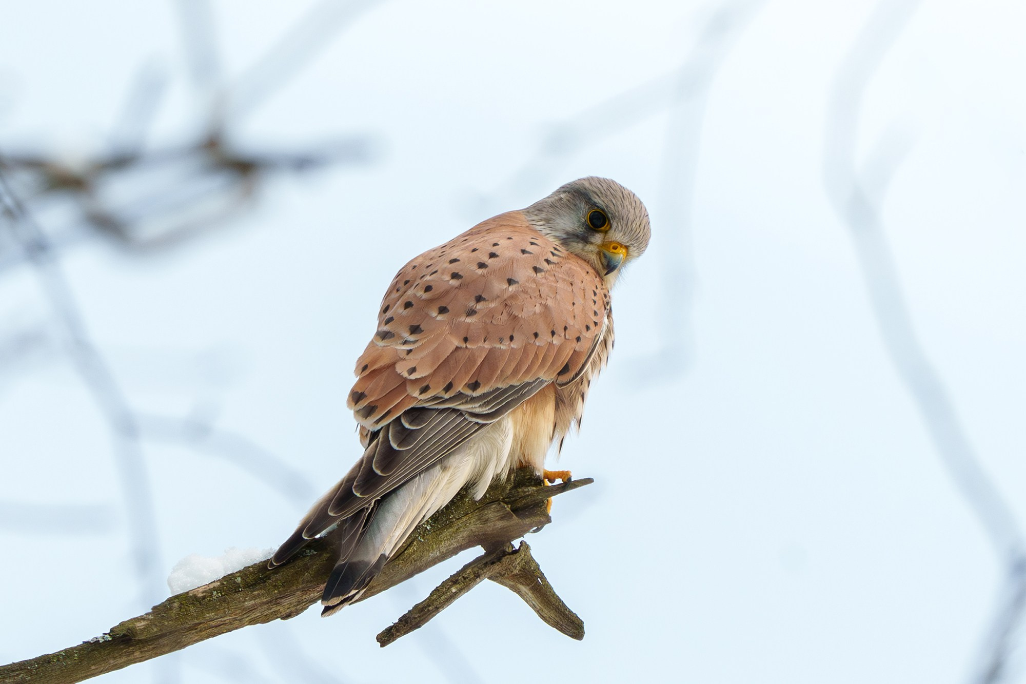 Удивительные мир птиц. Вокруг нас столько прекрасного — присмотритесь!. Ваш личный фотограф Марина Волкова