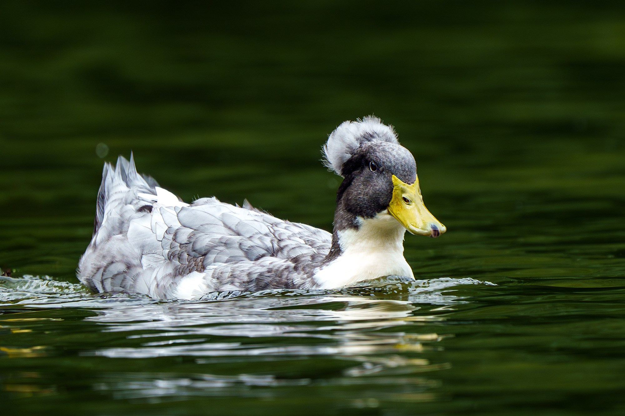 Удивительные мир птиц. Вокруг нас столько прекрасного — присмотритесь!. Ваш личный фотограф Марина Волкова
