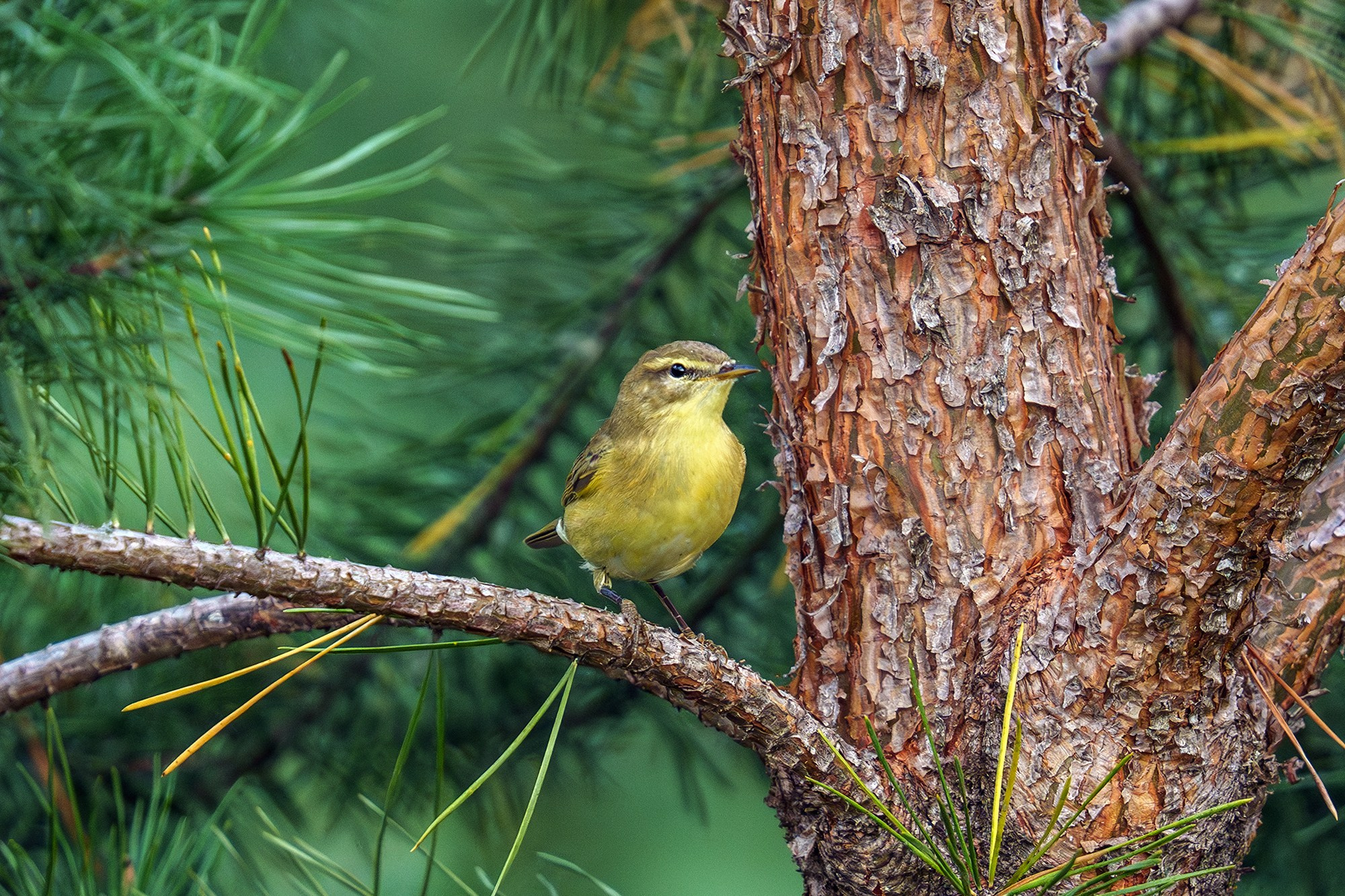 Удивительные мир птиц. Вокруг нас столько прекрасного — присмотритесь!. Ваш личный фотограф Марина Волкова