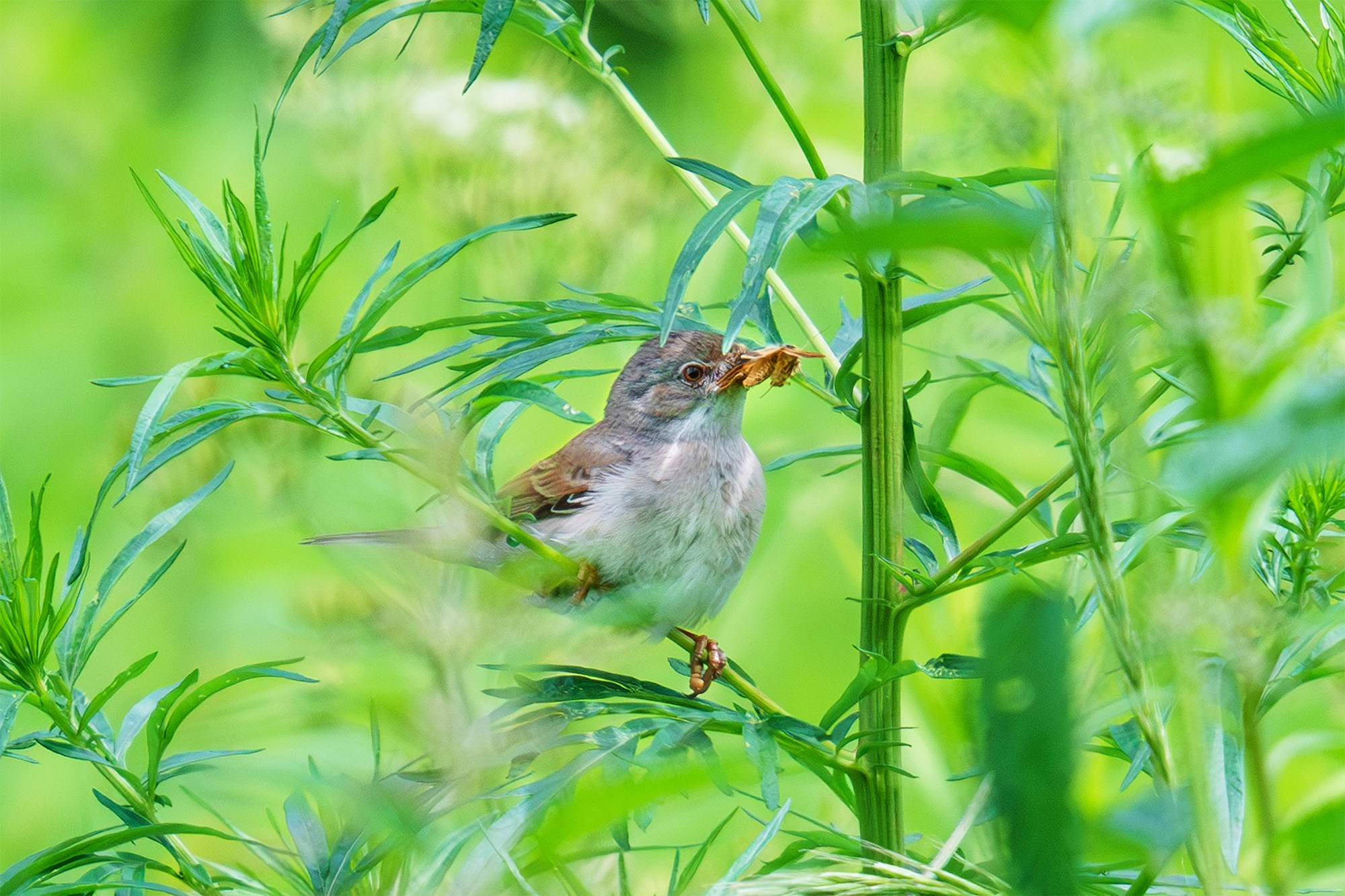 Удивительные мир птиц. Вокруг нас столько прекрасного — присмотритесь!. Ваш личный фотограф Марина Волкова