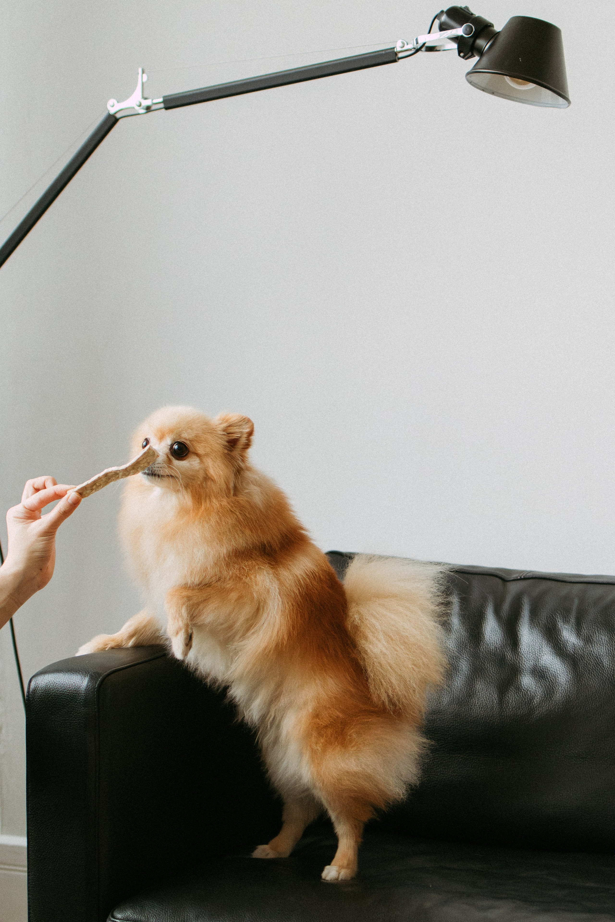 Orozyme&Emmiepet. Фотораф — анималист Мария Шистка