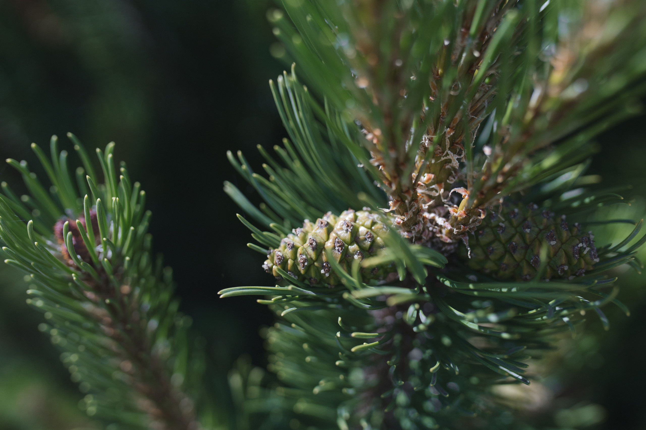 В летнем закате