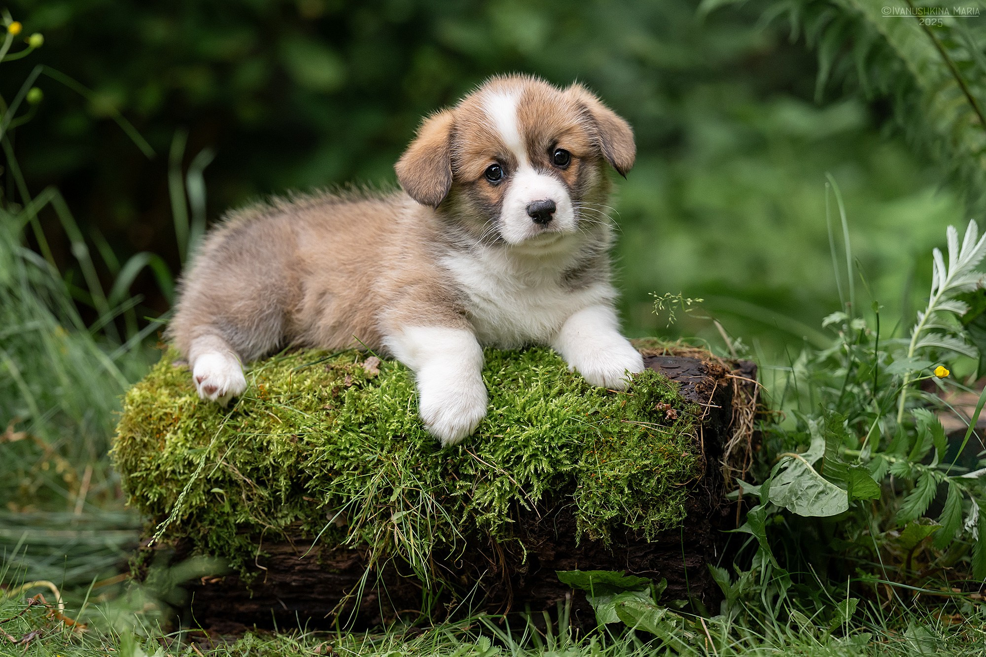 Фотосессия щенков на продажу. Фотограф собак в Москве и Московской области Иванушкина Мария