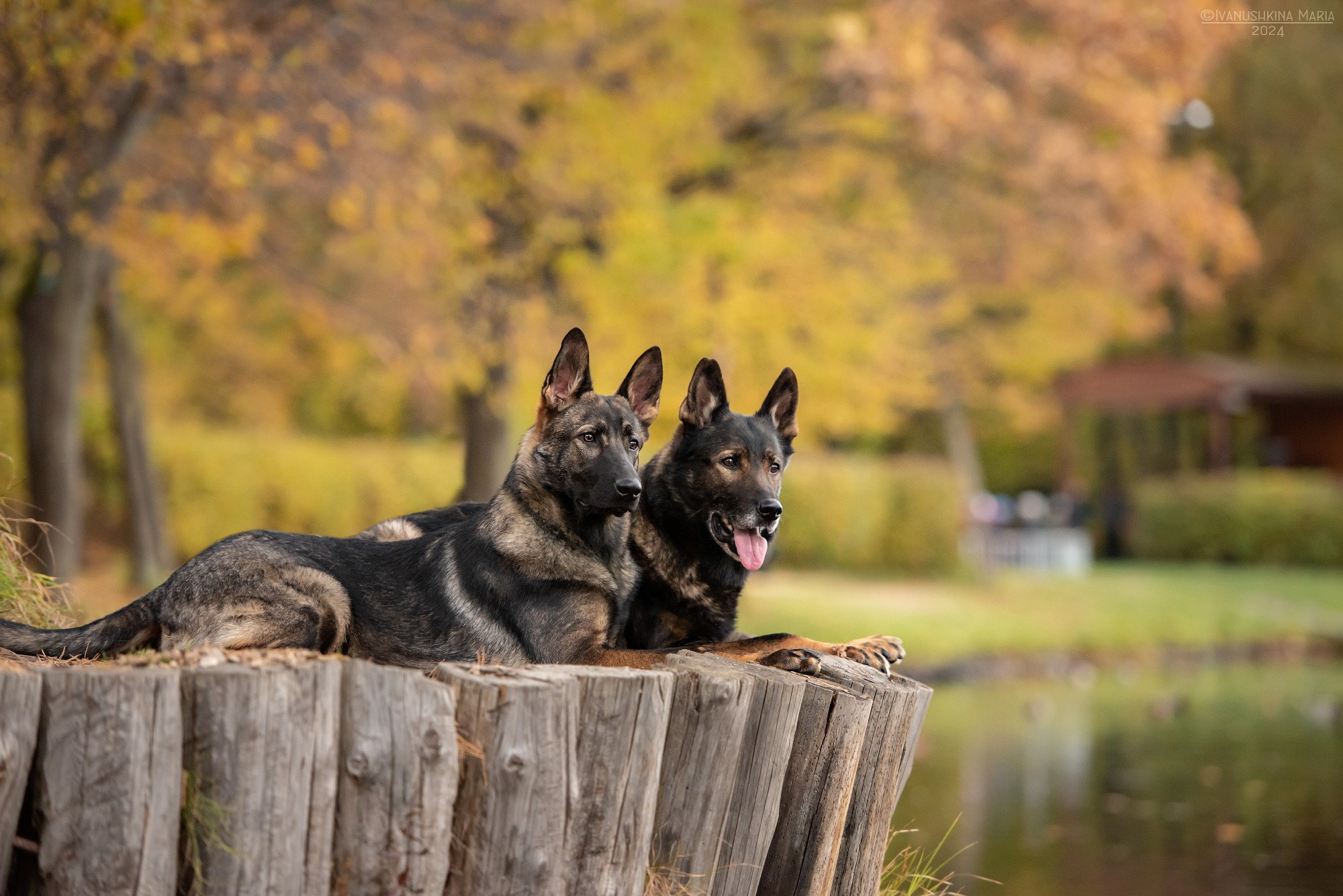 немецкая овчарка