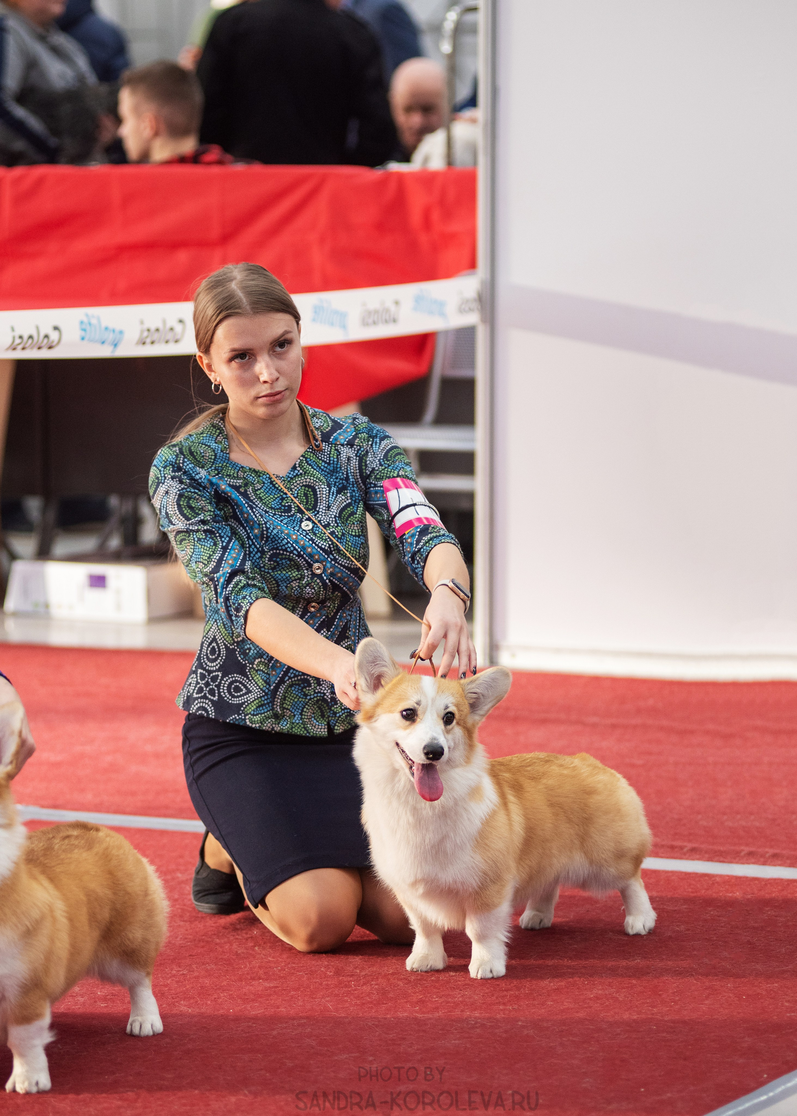 Выставка собак тюмень 14.01.2023. Дог-фотограф в Тюмени Александра Королева