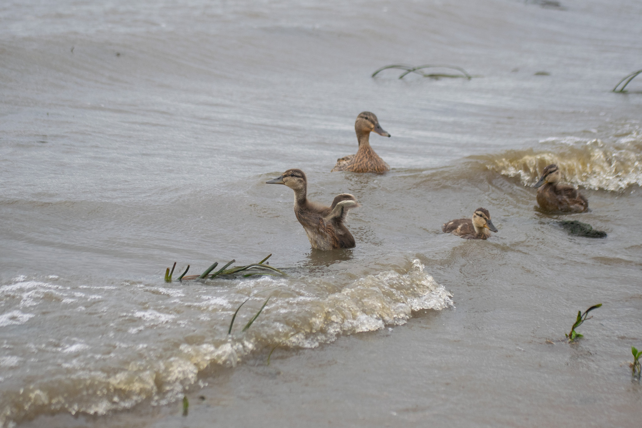 РГ. Лето. Вода. Iliya Soldatkin Fine Art Photography