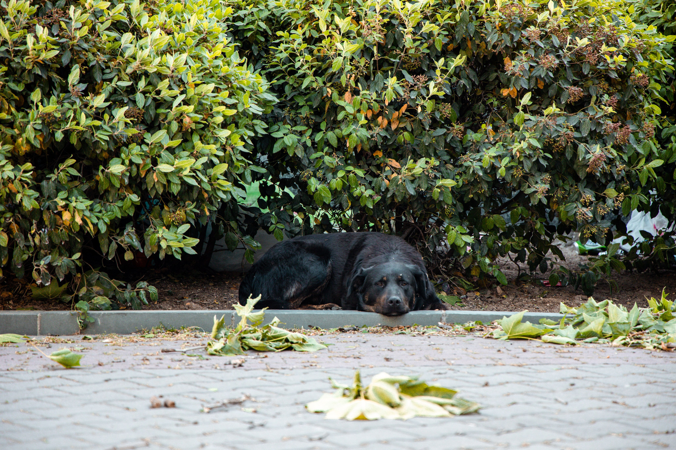 Фотограф Татьяна Марсуверских г. Жуковский, Москва и Мо. Репортажные съёмки, фотосессии,  фотограф анималист, фотосъёмка животных. Фотограф для маркетплейсов, фотоуслуги в Жуковском Татьяна Марсуверских