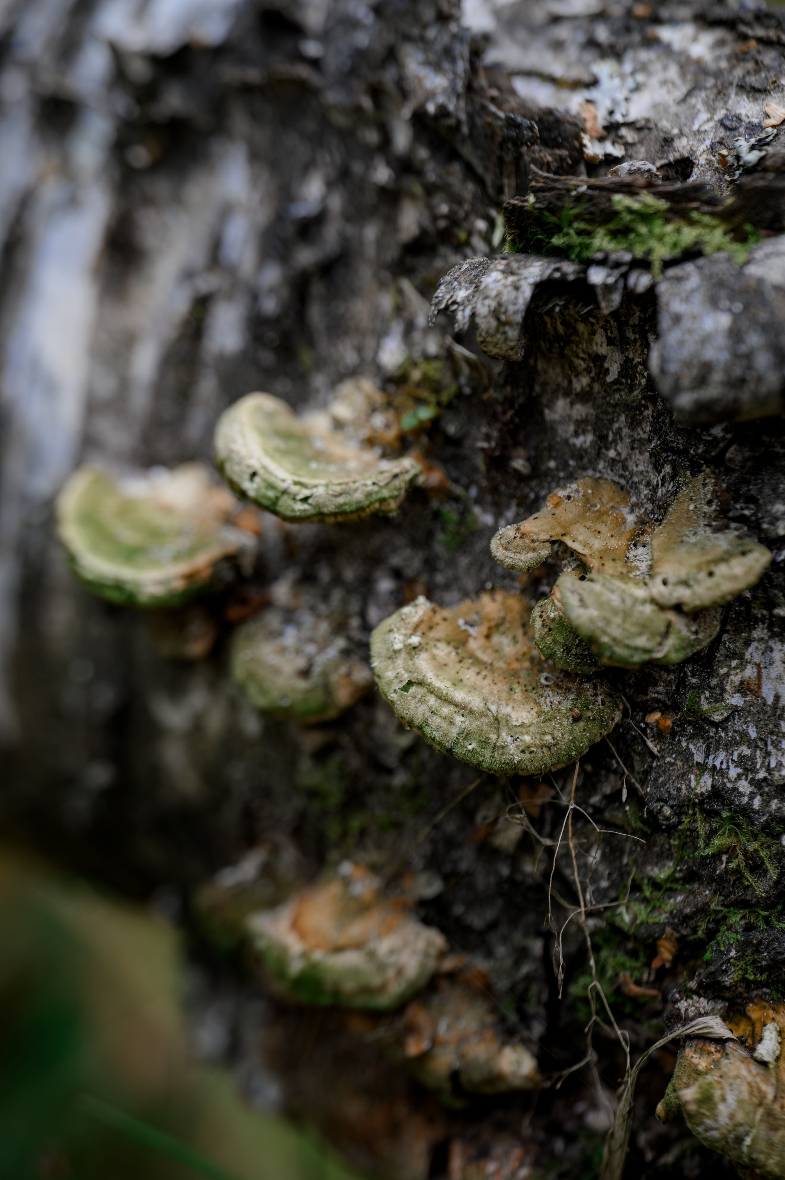 Грибочки. Фотограф Александр Смирнов