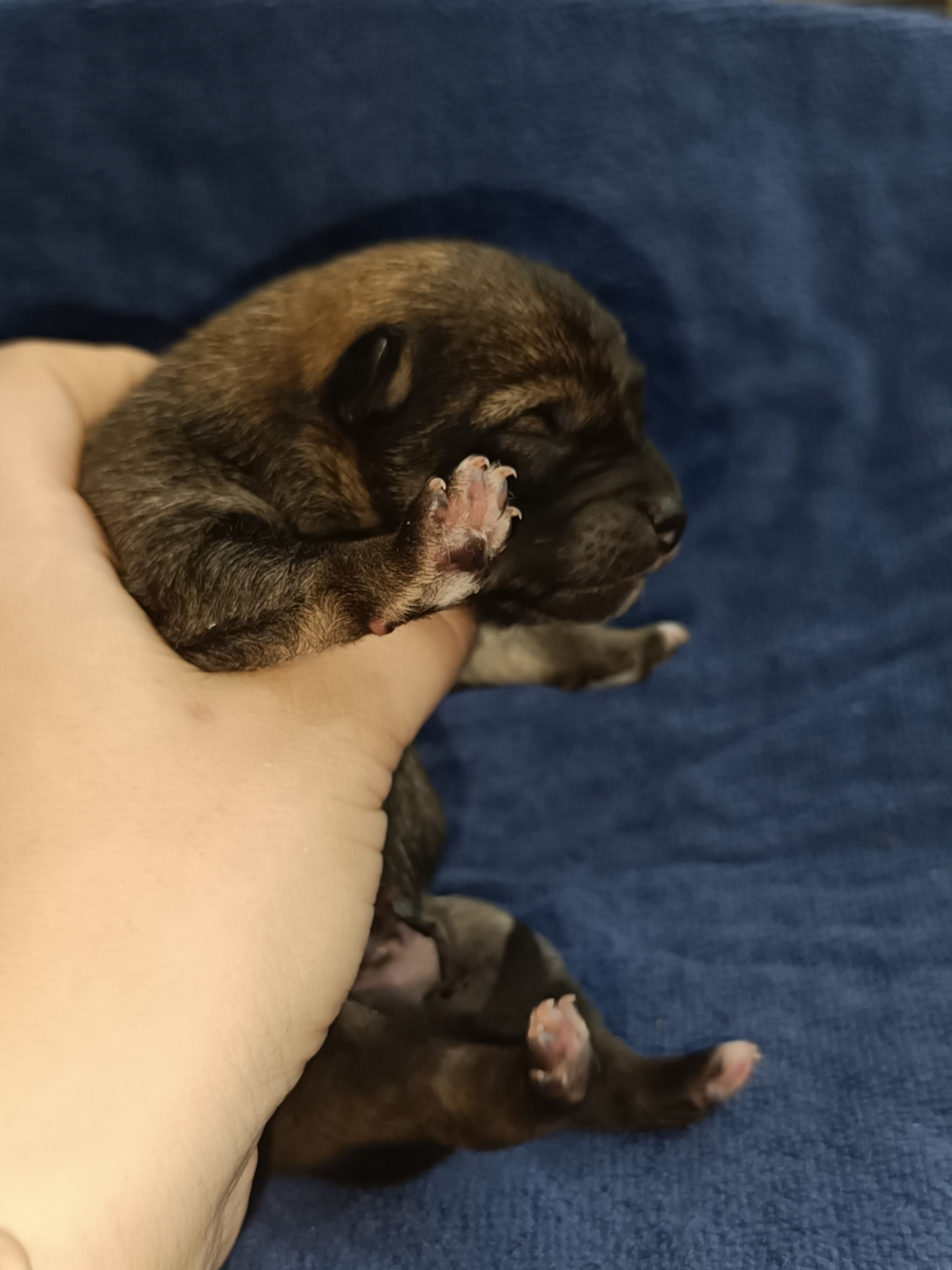 сиба питомник Рубилайт щенки на продажу rubylight  сиба щенки купить СПб Санкт-Петербург 