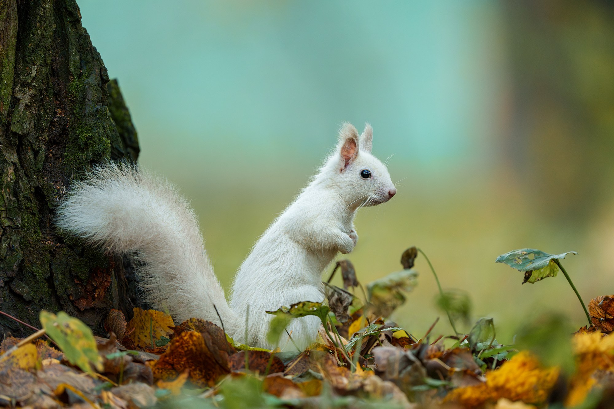 Животные. Ваш личный фотограф Марина Волкова