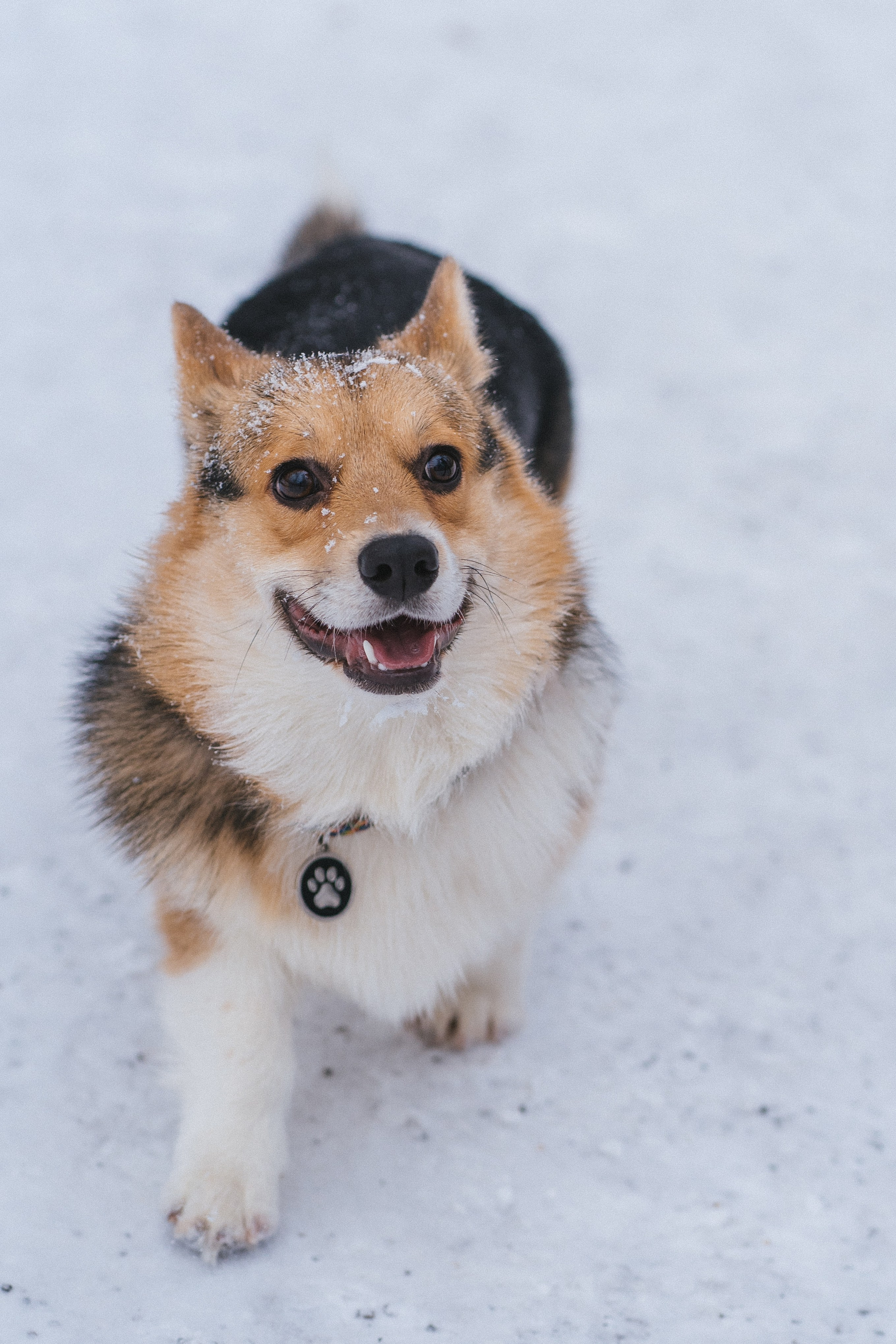 Каспер и Полина. Свадебный фотограф в Москве Анна Полушина
