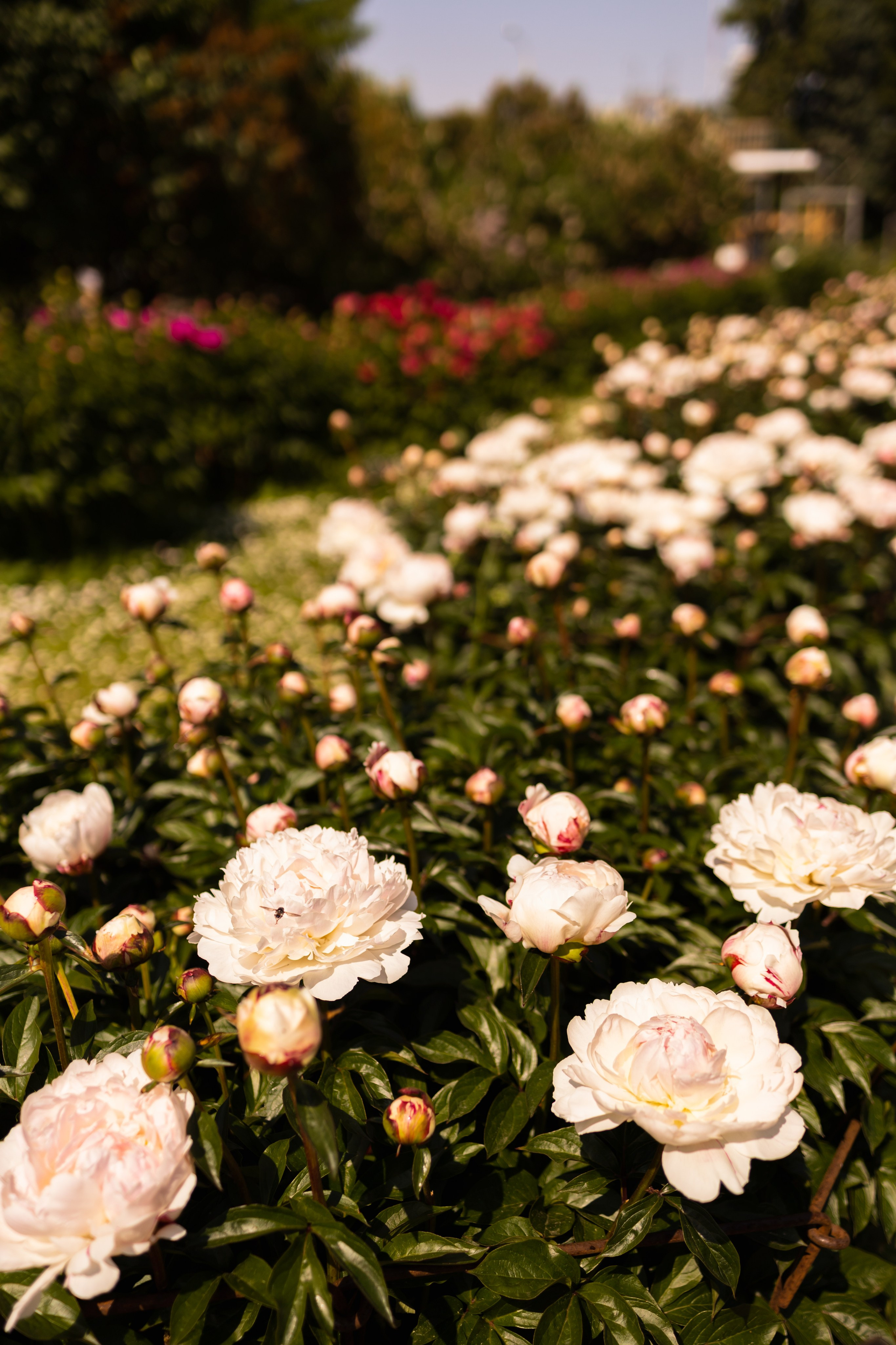 Lydia&Serafima. Семейный и детский фотограф, фотограф беременности, ньюборн в Москве