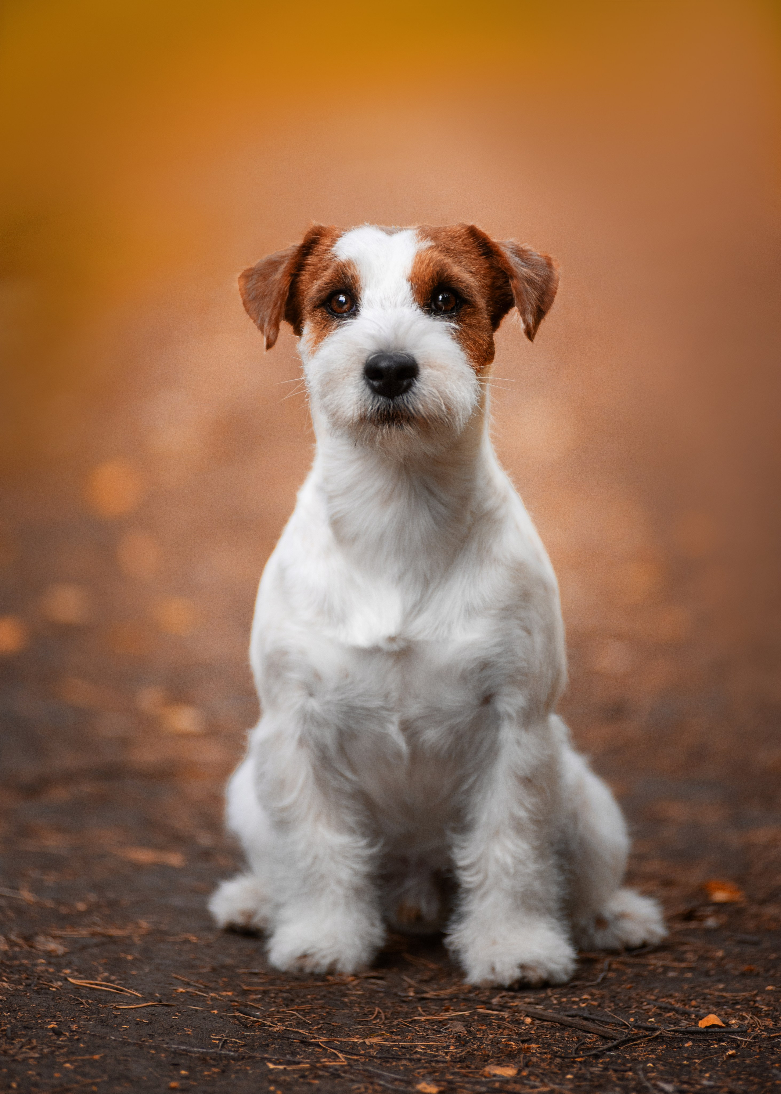Осень с рыжими собаками. Дог-фотограф в Тюмени Александра Королева