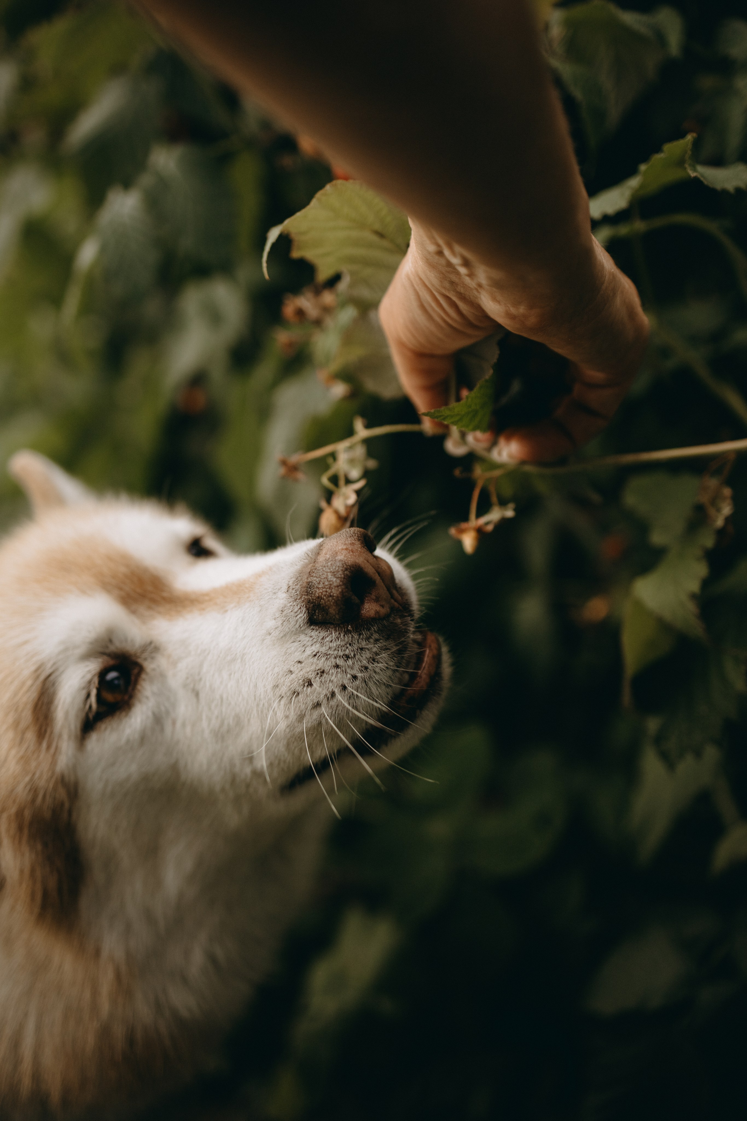 Дом у реки. Фотограф — Анималист | Санкт-Петербург