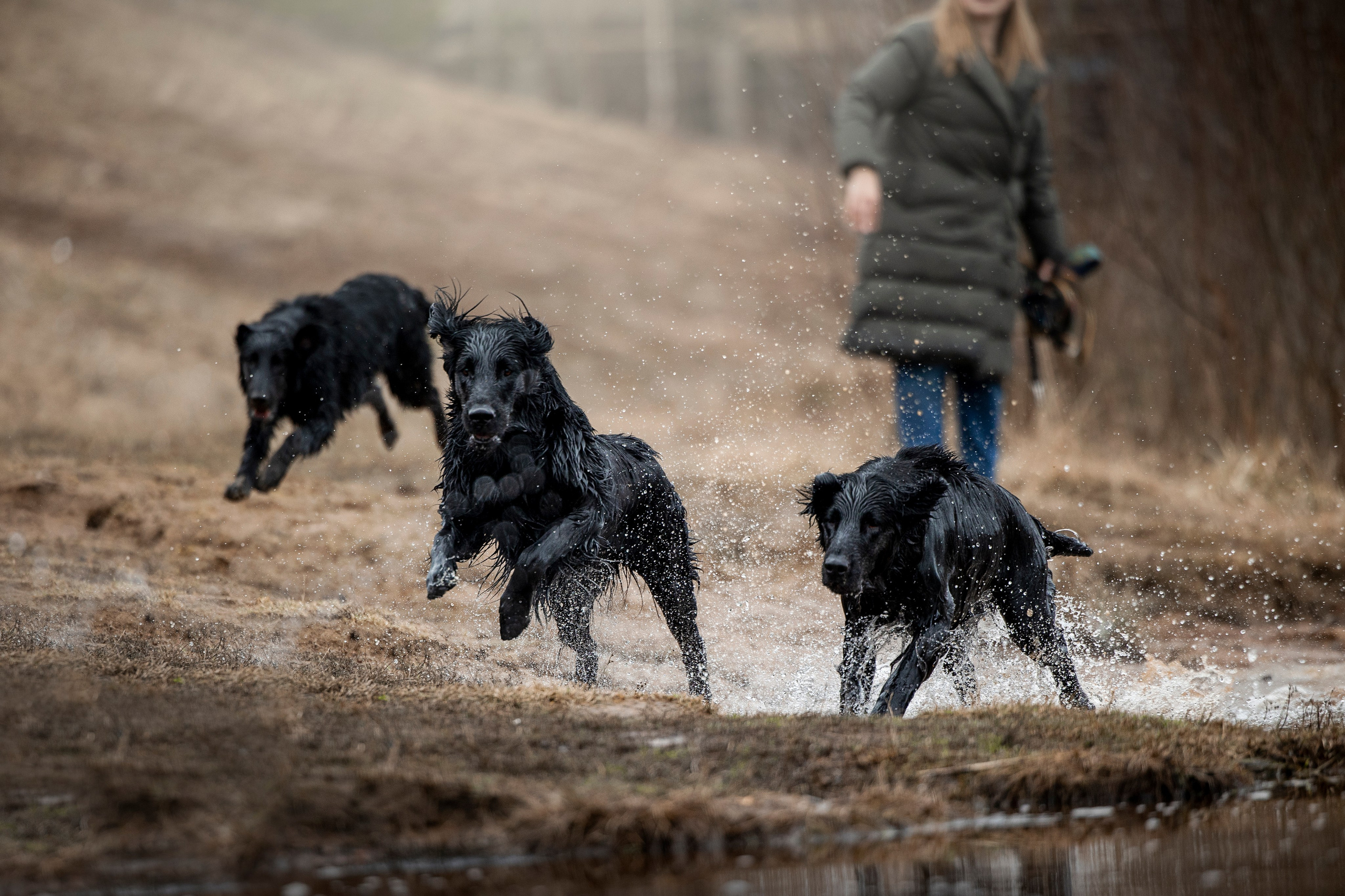 Ора, Ева, Рози и их семья. Фотограф — Анималист | Санкт-Петербург