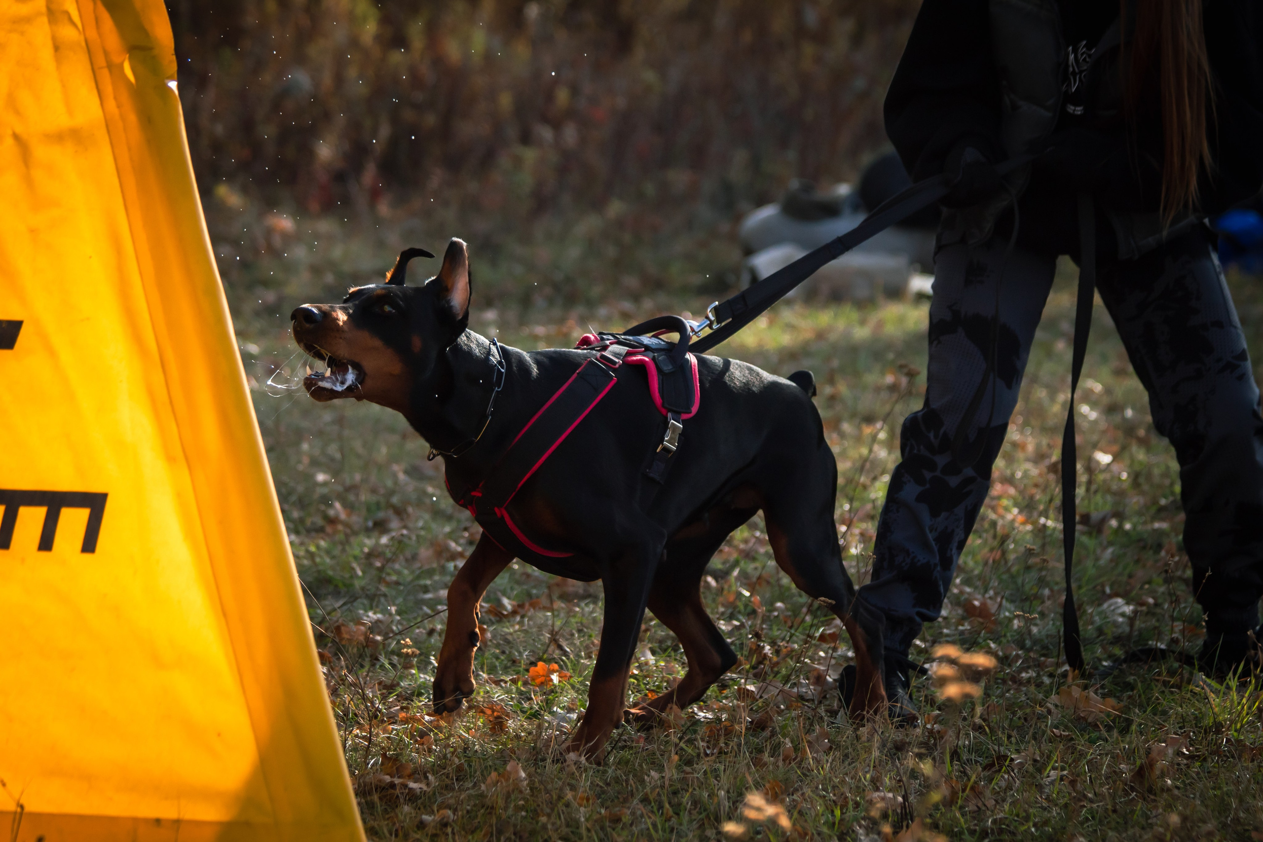 Тренинг защитного раздела. Фотограф анималист — Тула, Москва