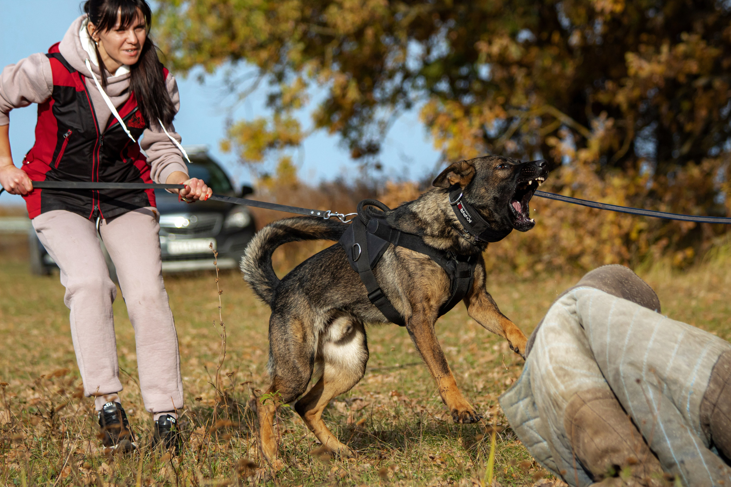 Тренинг защитного раздела. Фотограф анималист — Тула, Москва