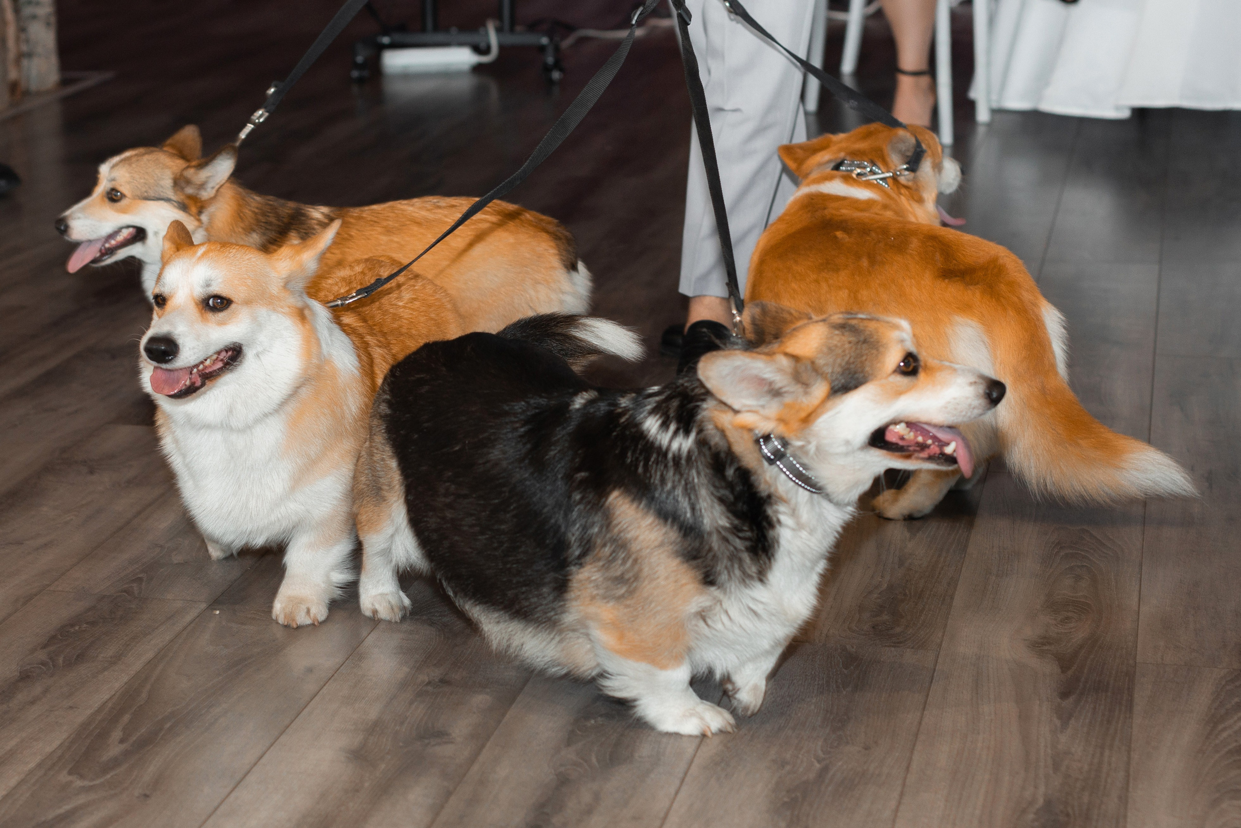 Маргарита и Михаил. Свадебный и семейный фотограф в городе Россошь и Воронежской области