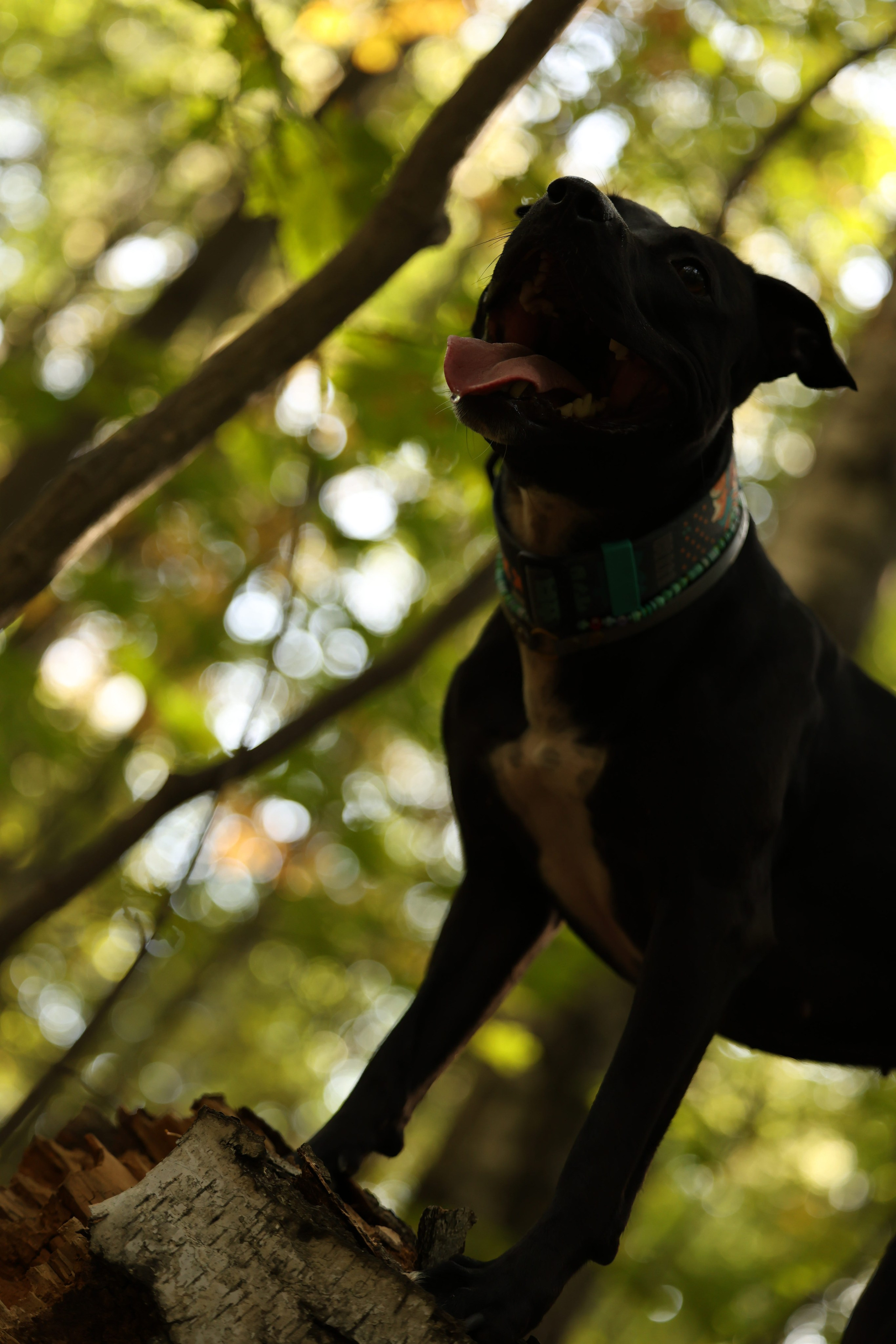 Алена и Бора. Виктория Михайловская. Фотограф-анималист. Москва
