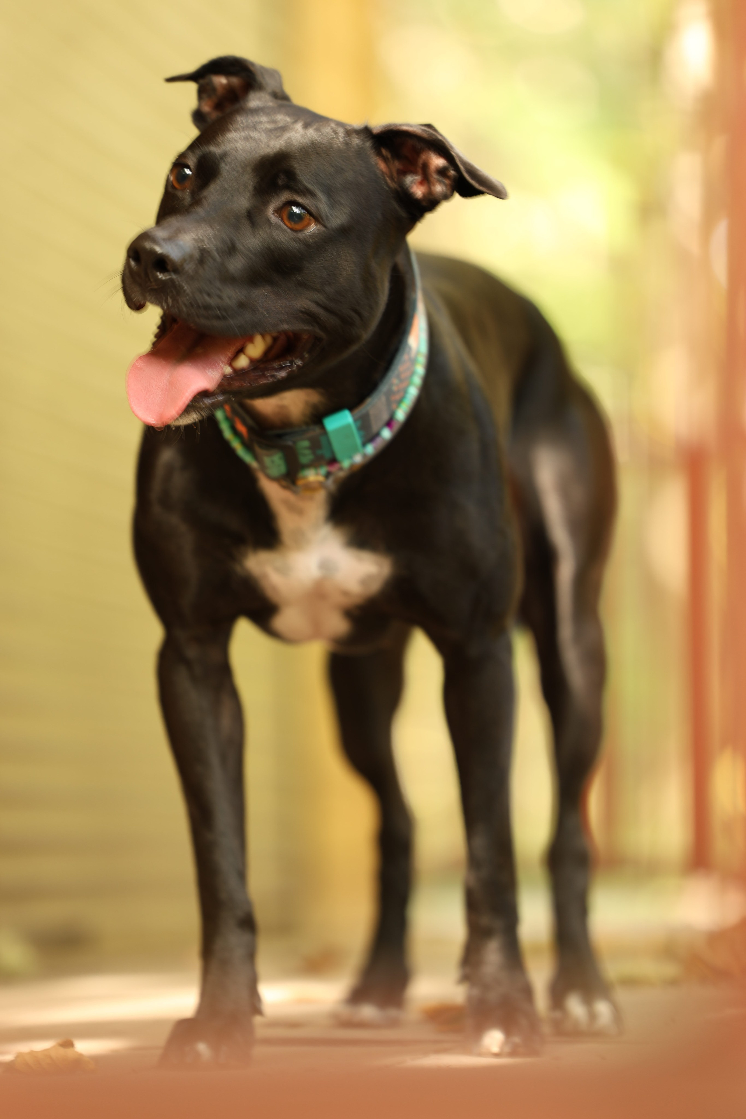 Алена и Бора. Виктория Михайловская. Фотограф-анималист. Москва