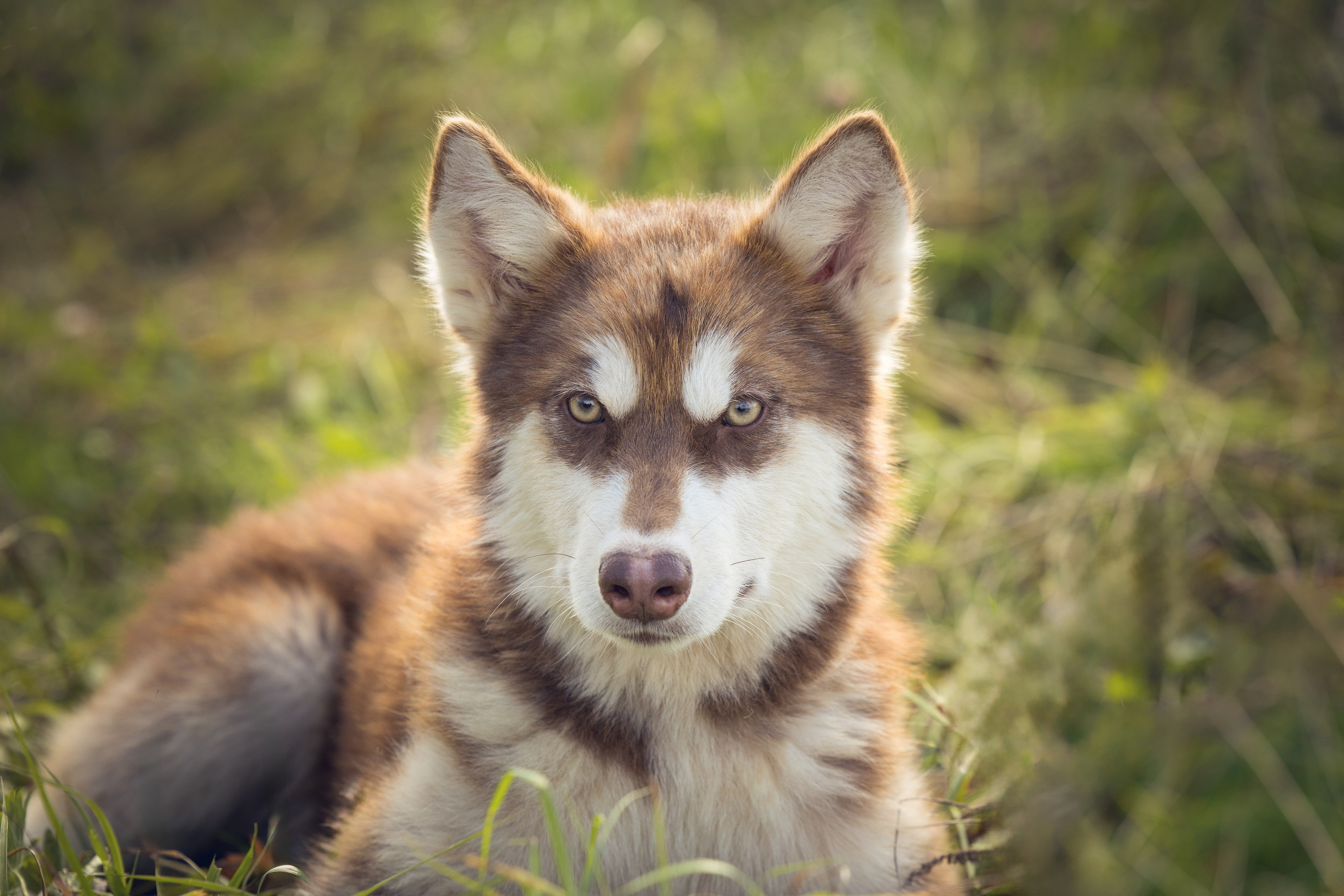 В питомнике. Виктория Михайловская. Фотограф-анималист. Москва