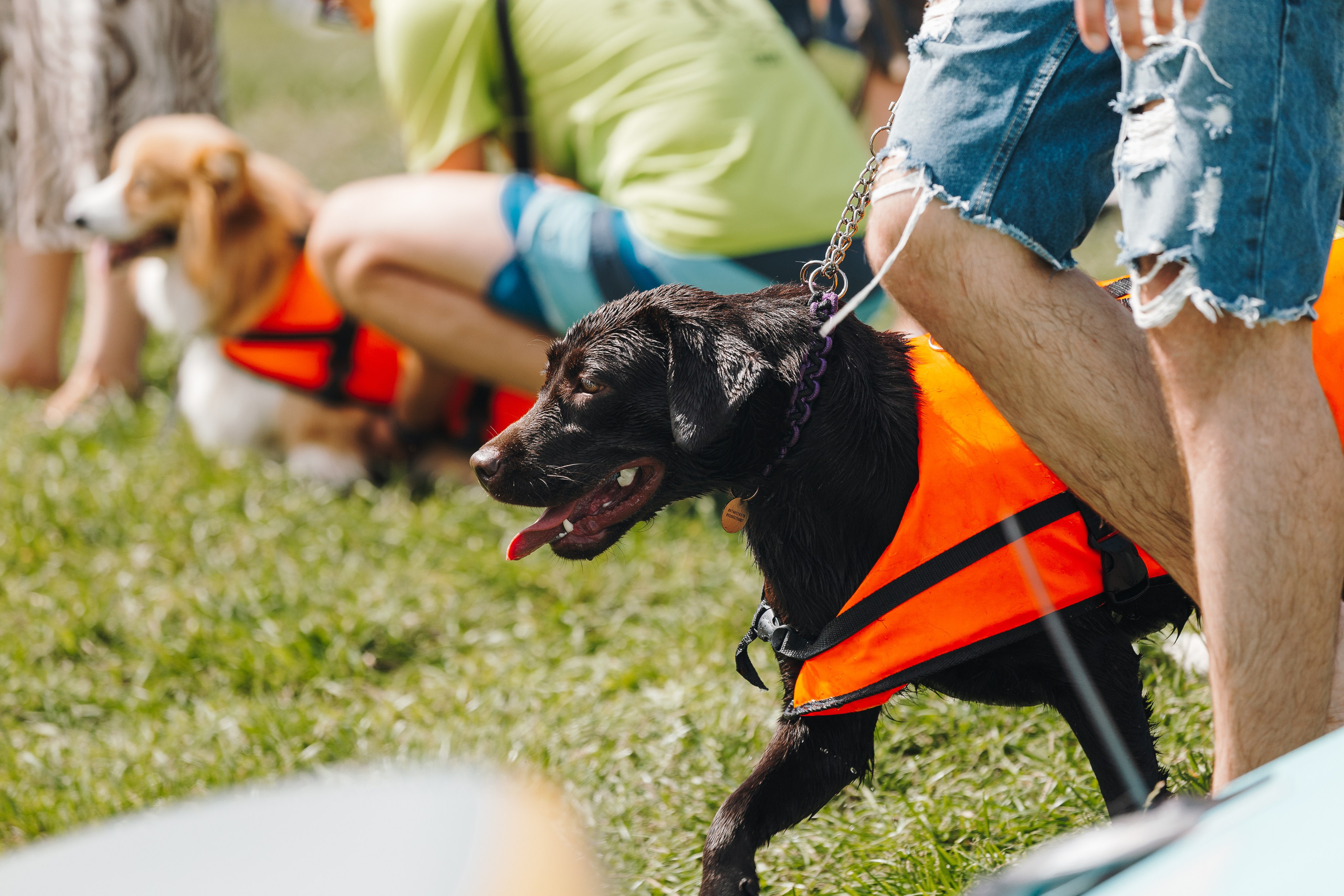 Petshop Sup day. Фотограф анималист Кристина Карпова, Москва