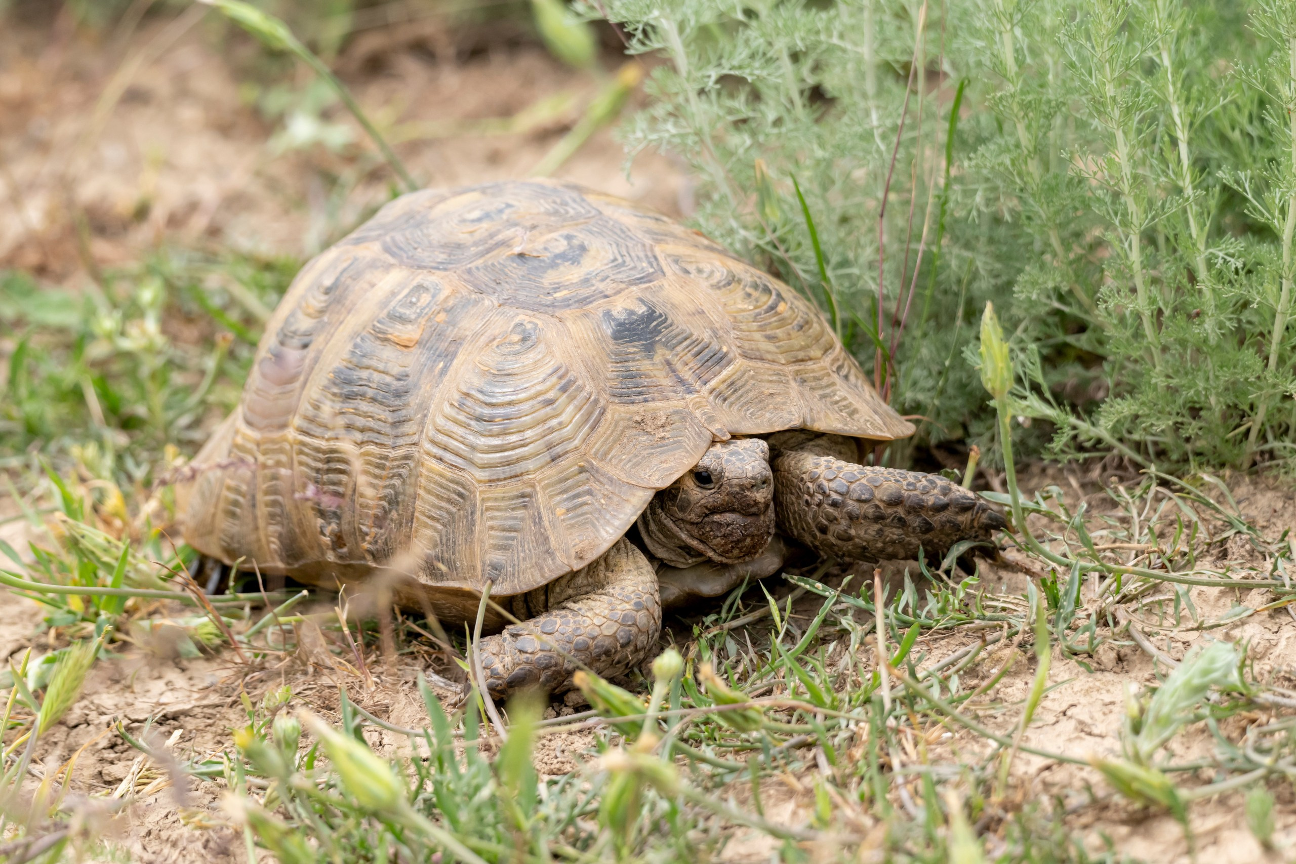 Дикая природа Дагестана. Май 2025 г. Foto-Zuev фотография как искусство