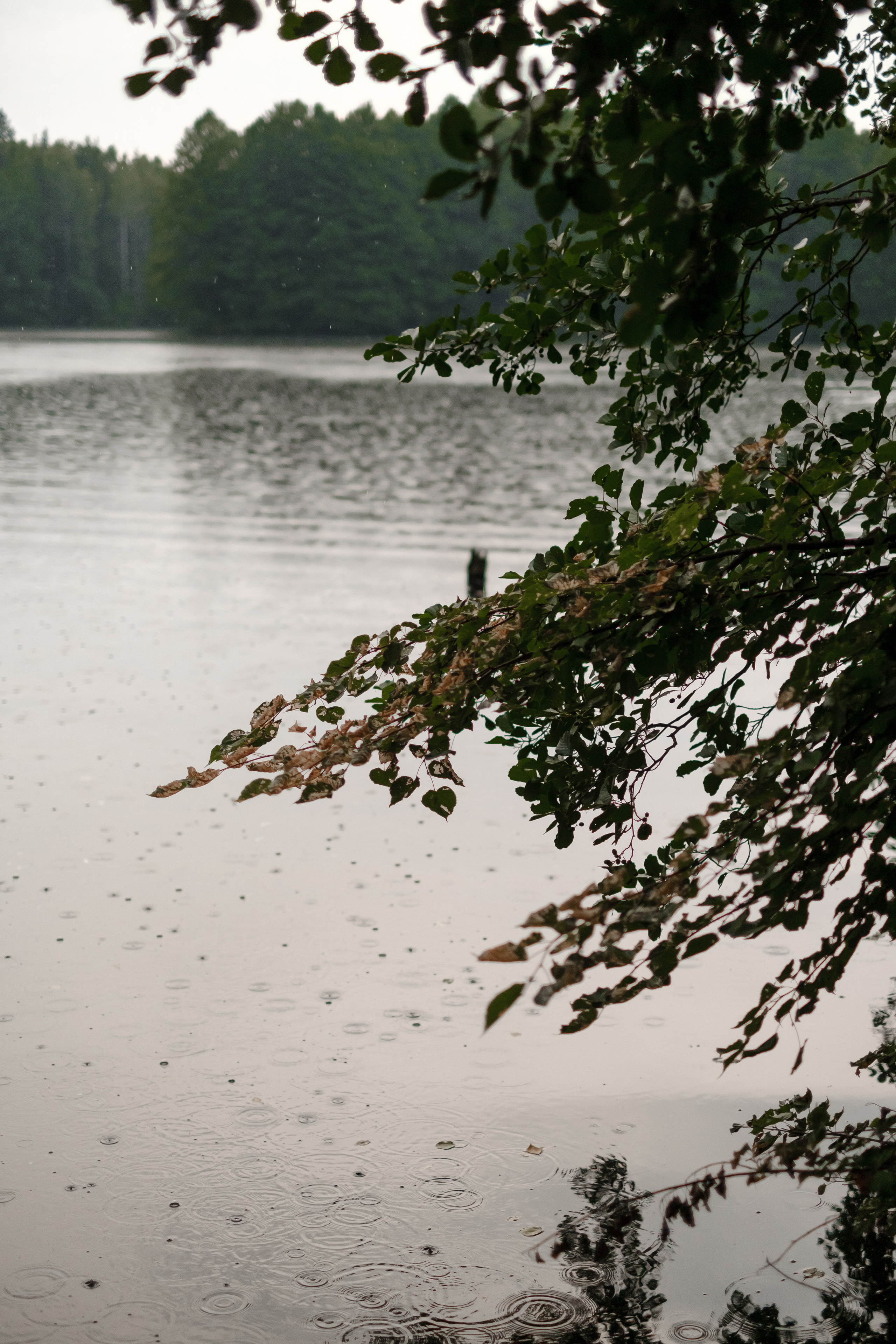 A&O. Свадебный фотограф в Брянске Иванникова Елена