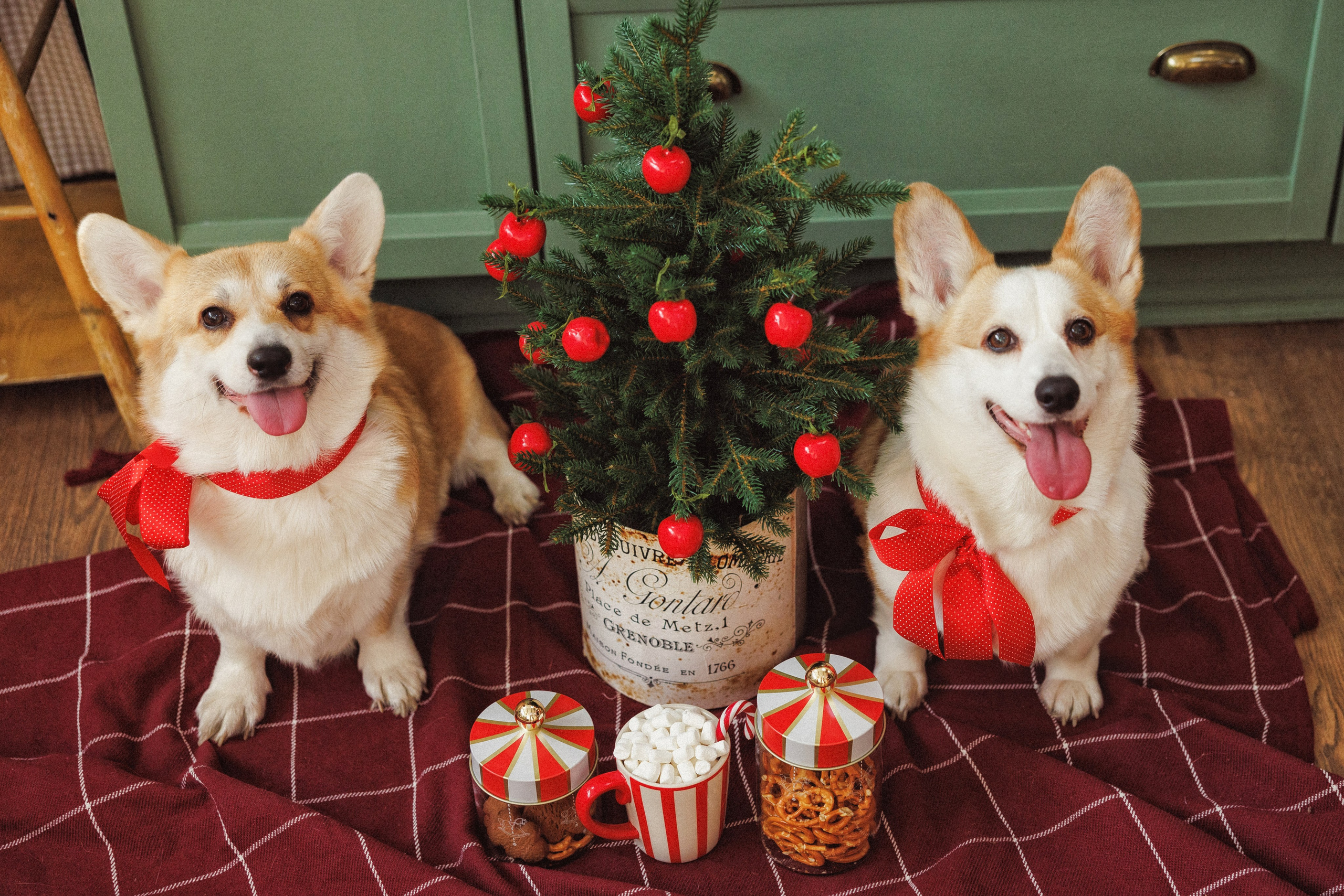 Новогодняя фотосессия с собачками породы Корги, город Краснодар. Семейный и детский фотограф в Краснодаре Анна Трашкова