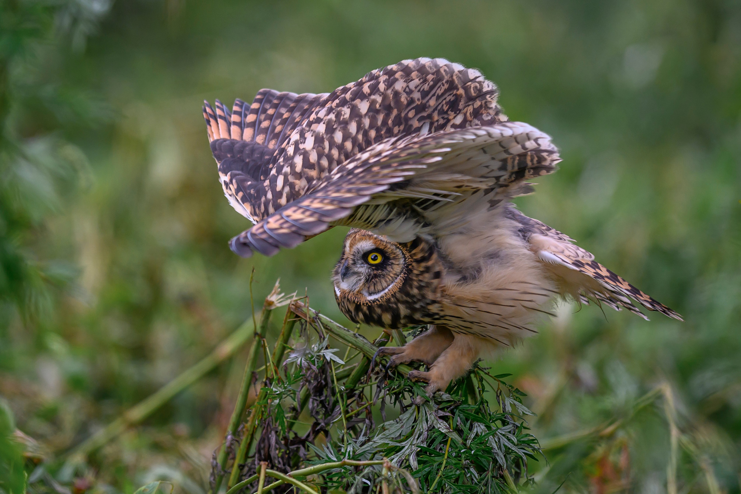 Short eared owl. Wildlife photography by Sergey Puponin