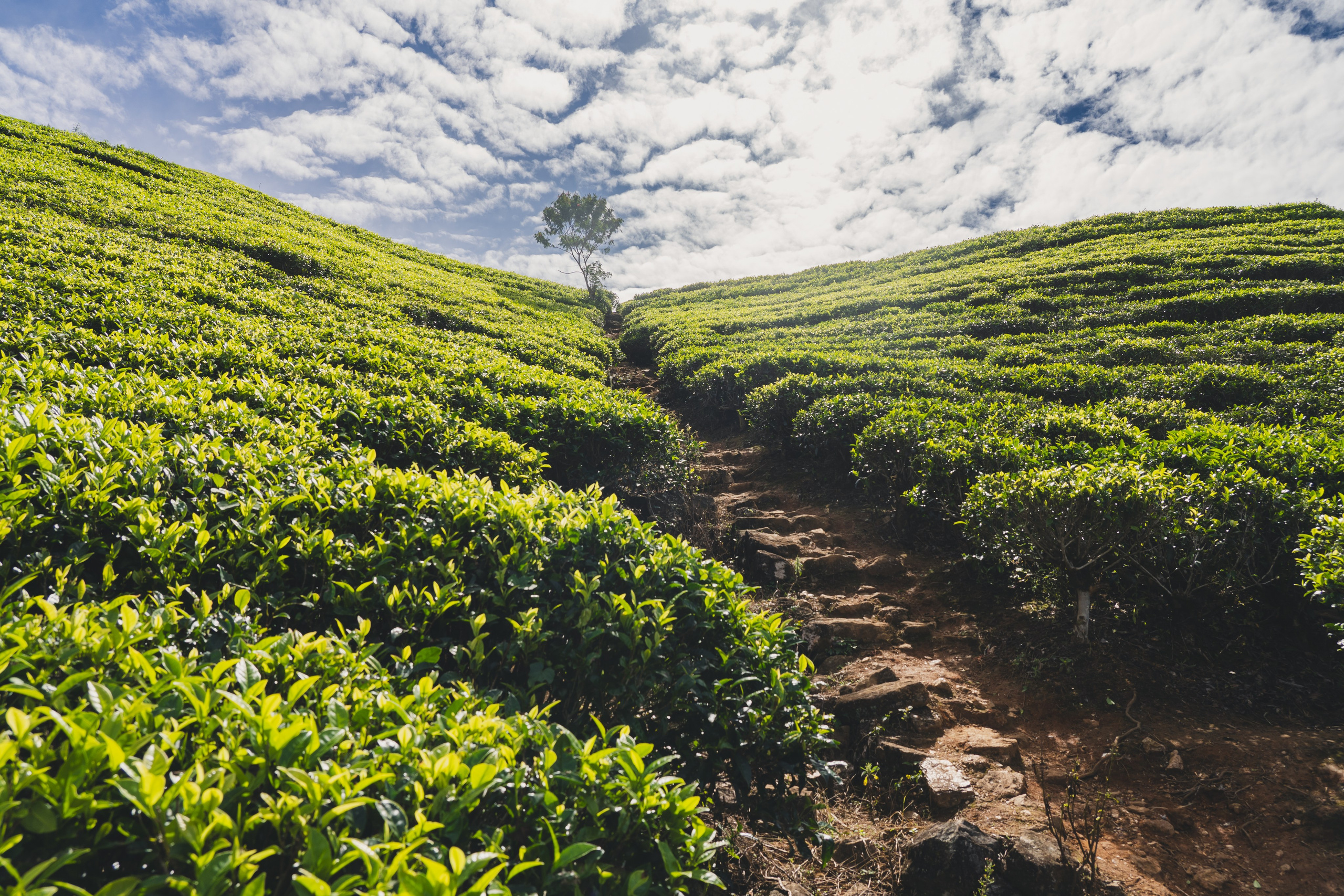 Шри-Ланка 2025. Легкая фотография